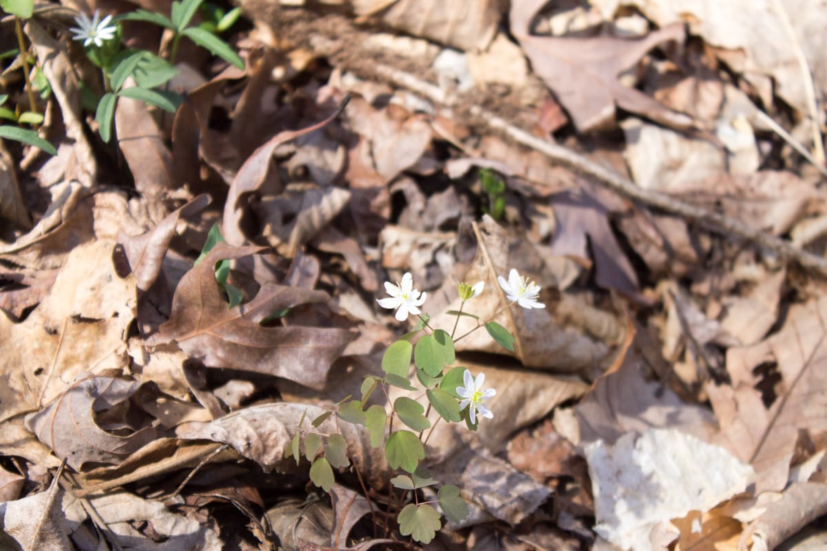 Chestnut Oak Ridge Tract 29 photo 15