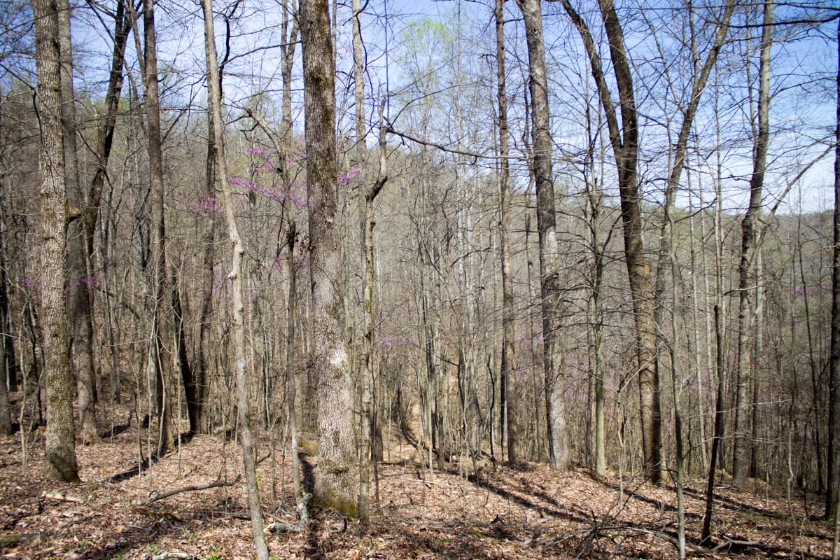 Chestnut Oak Ridge Tract 29 photo 16