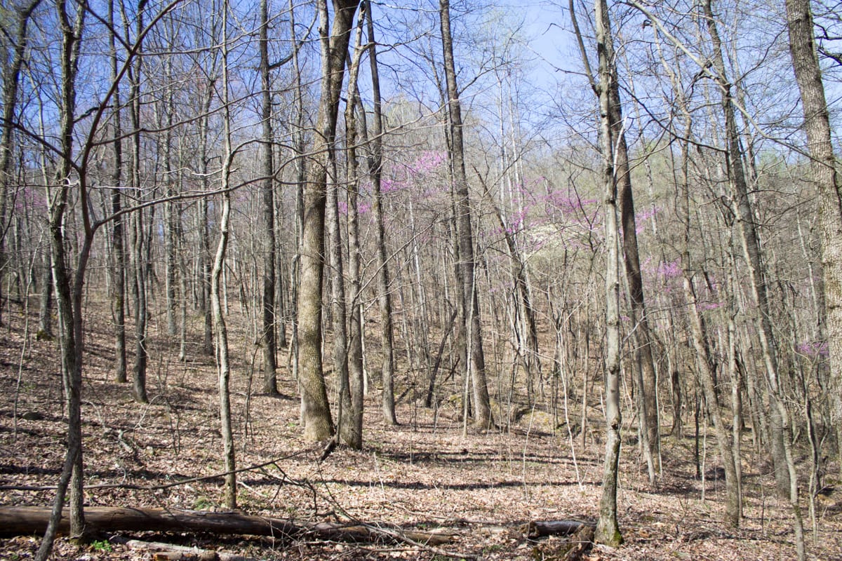 Chestnut Oak Ridge Tract 29 photo 17