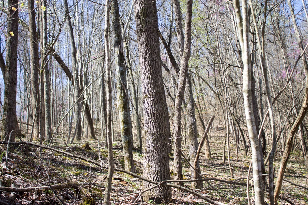 Chestnut Oak Ridge Tract 29 photo 19