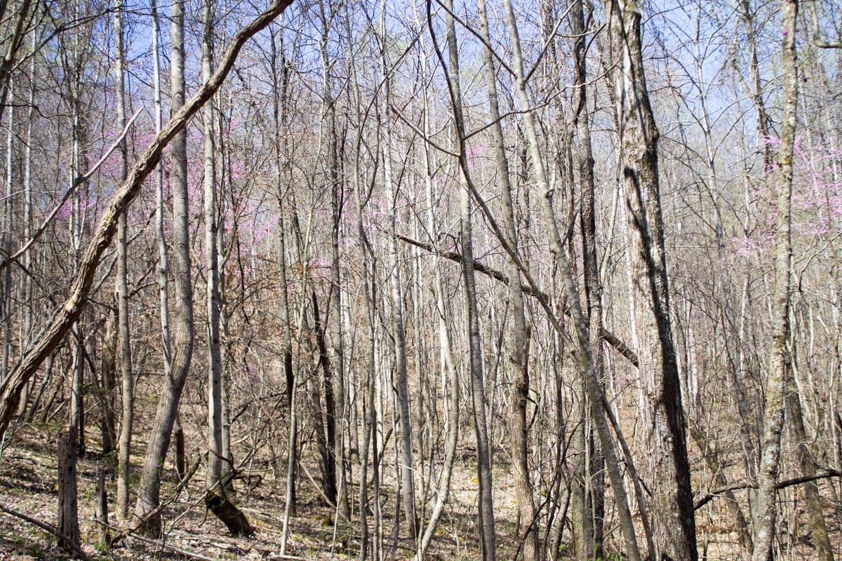 Chestnut Oak Ridge Tract 29 photo 20