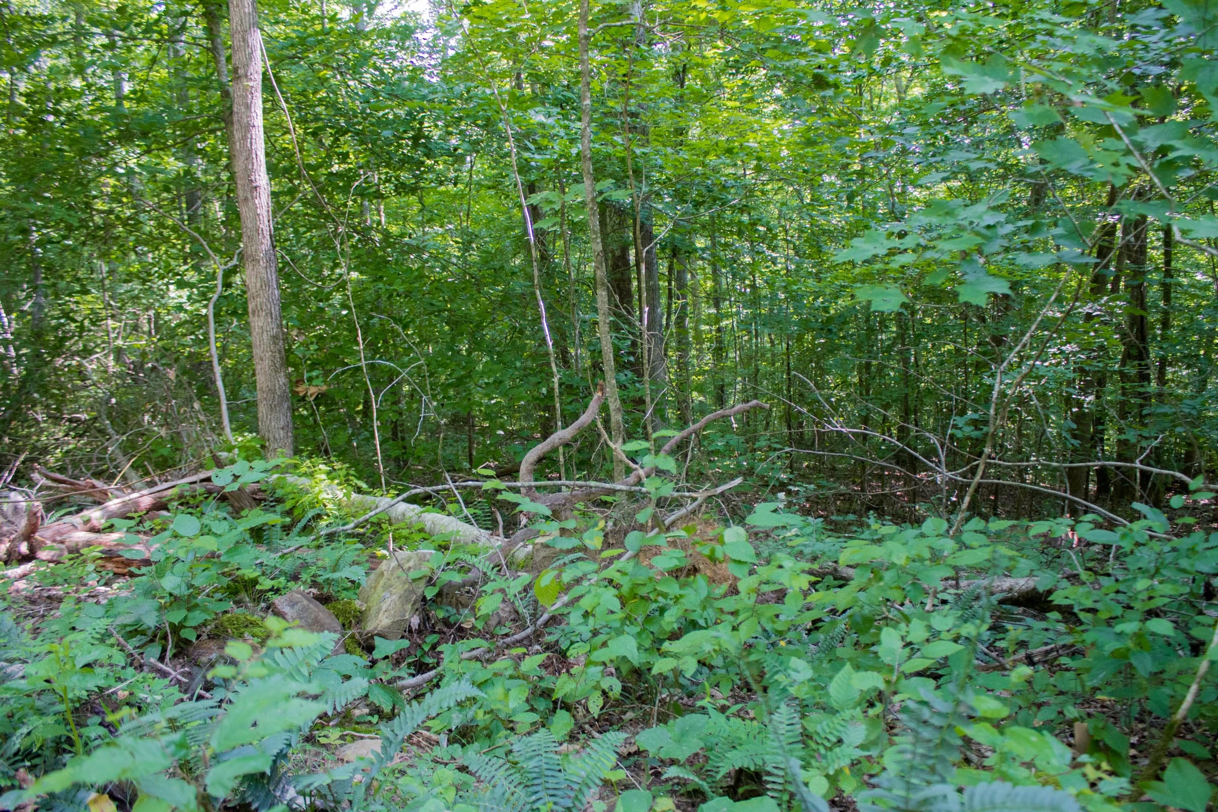 Bluewater Ridge Tract 16 photo 11