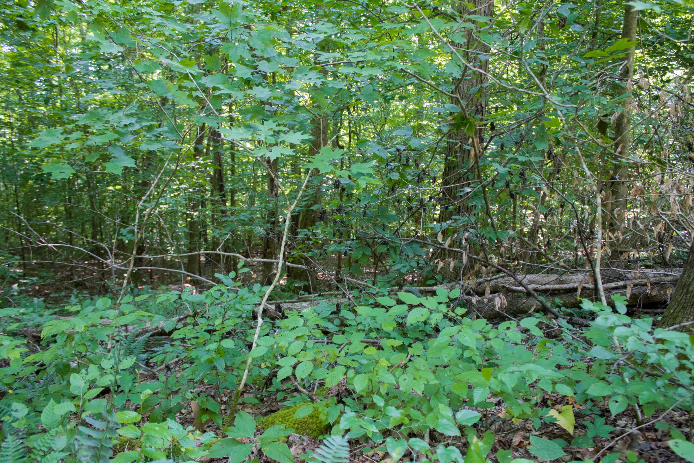 Bluewater Ridge Tract 16 photo 12
