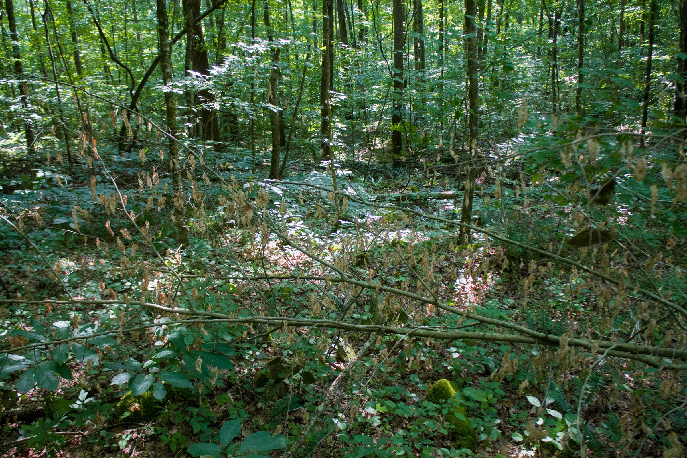 Bluewater Ridge Tract 16 photo 17