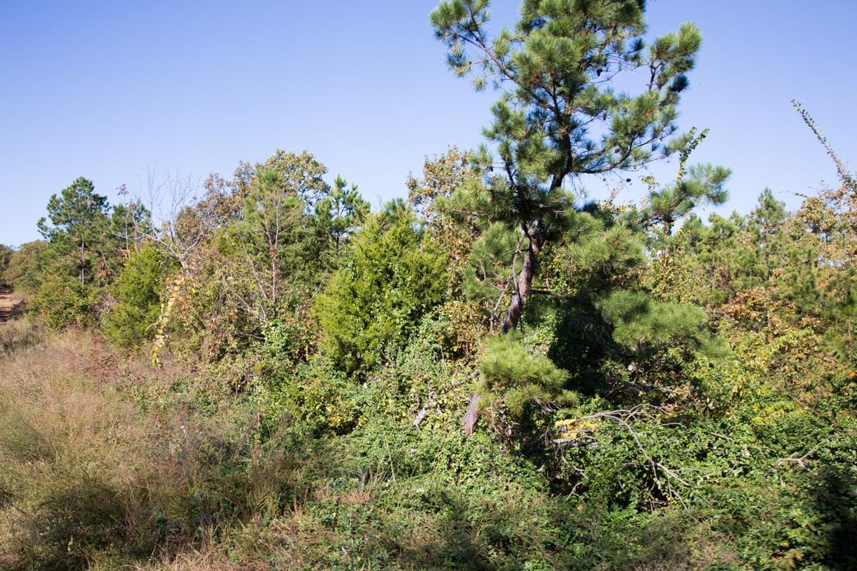 Stone Creek Phase I Tract 174 photo 10