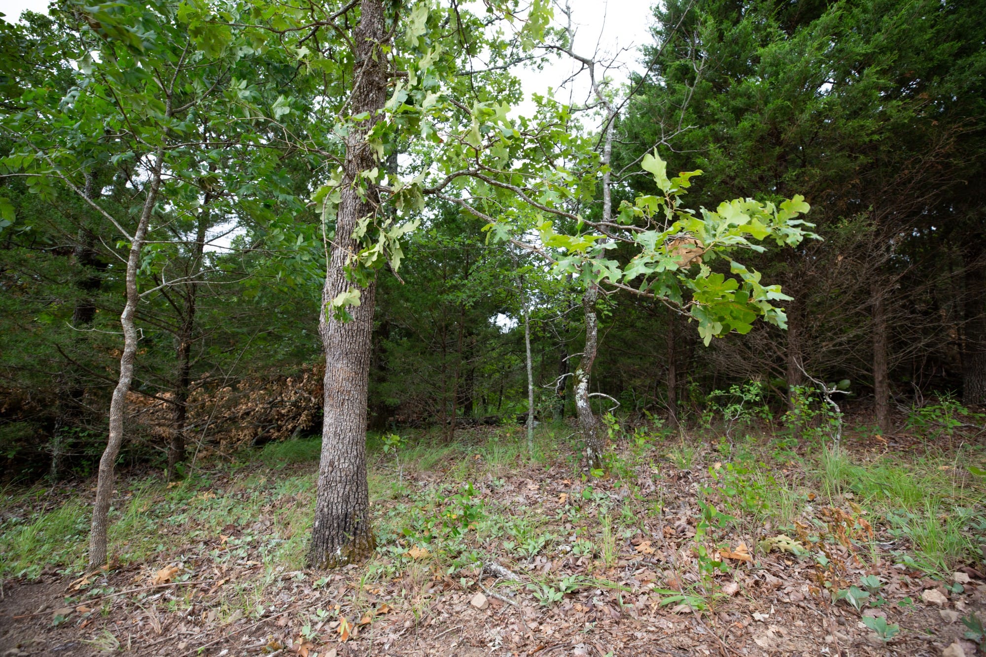 Eagle’s Nest Tract 78 photo 3