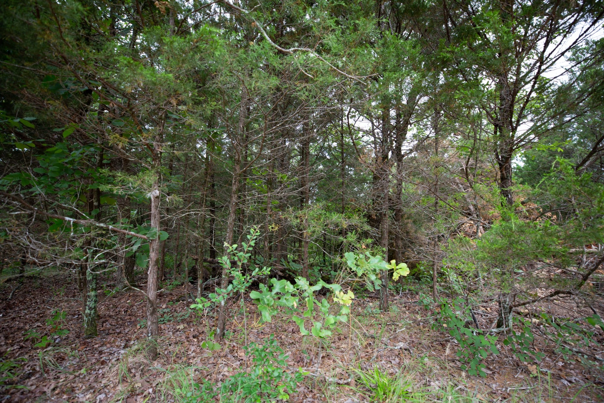 Eagle’s Nest Tract 78 photo 4