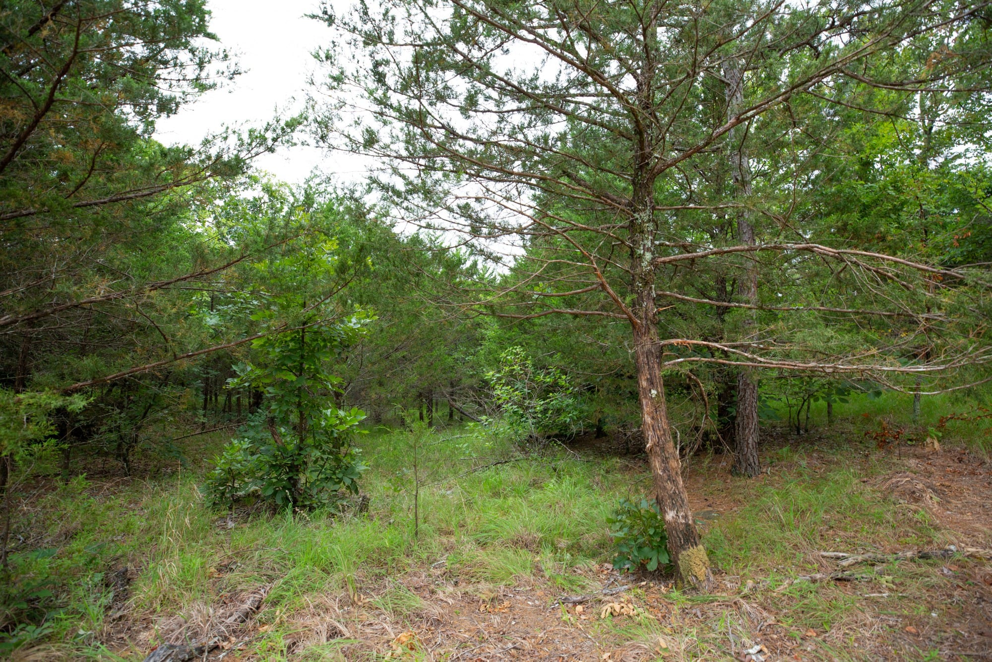 Eagle’s Nest Tract 78 photo 7