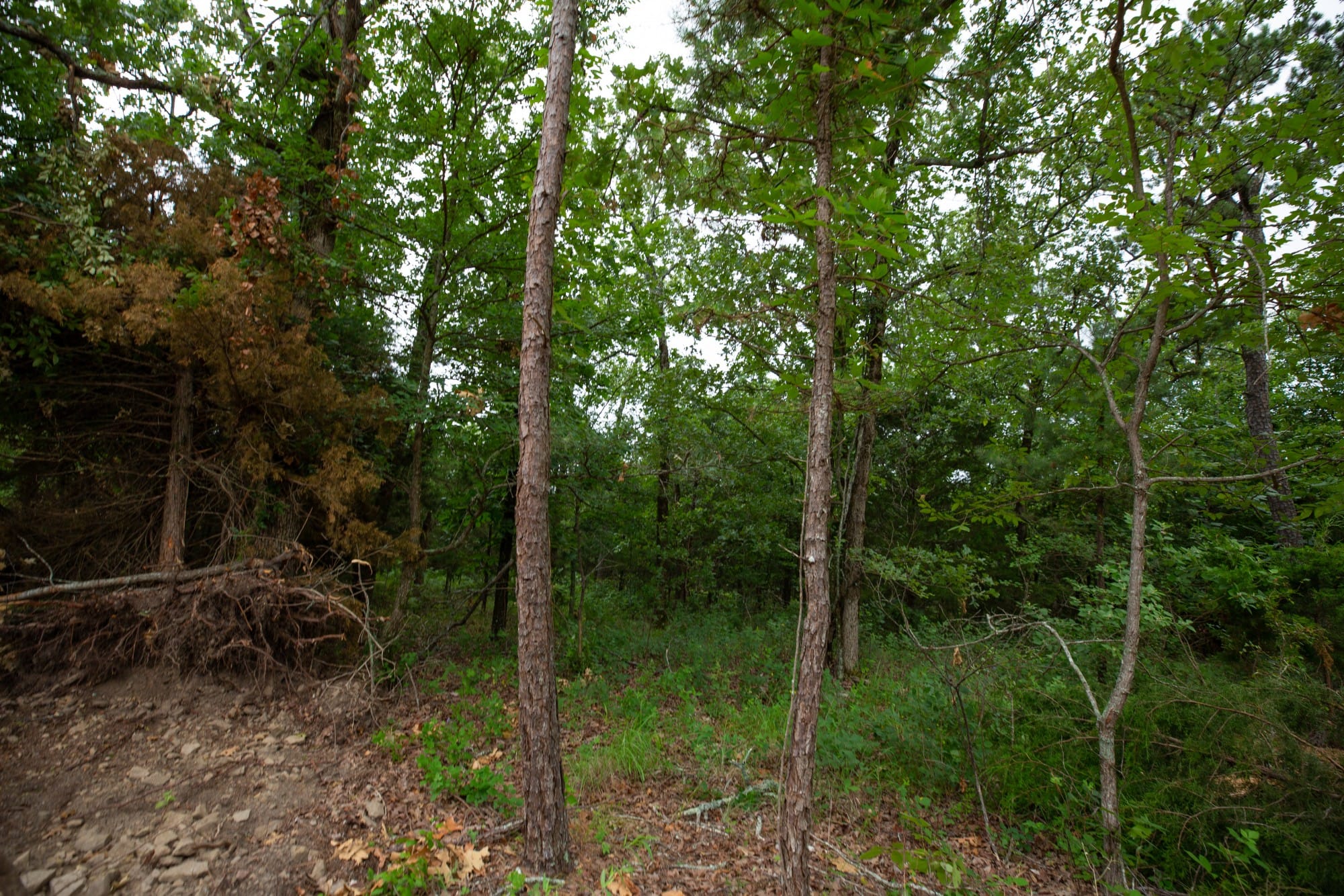 Eagle’s Nest Tract 78 photo 8