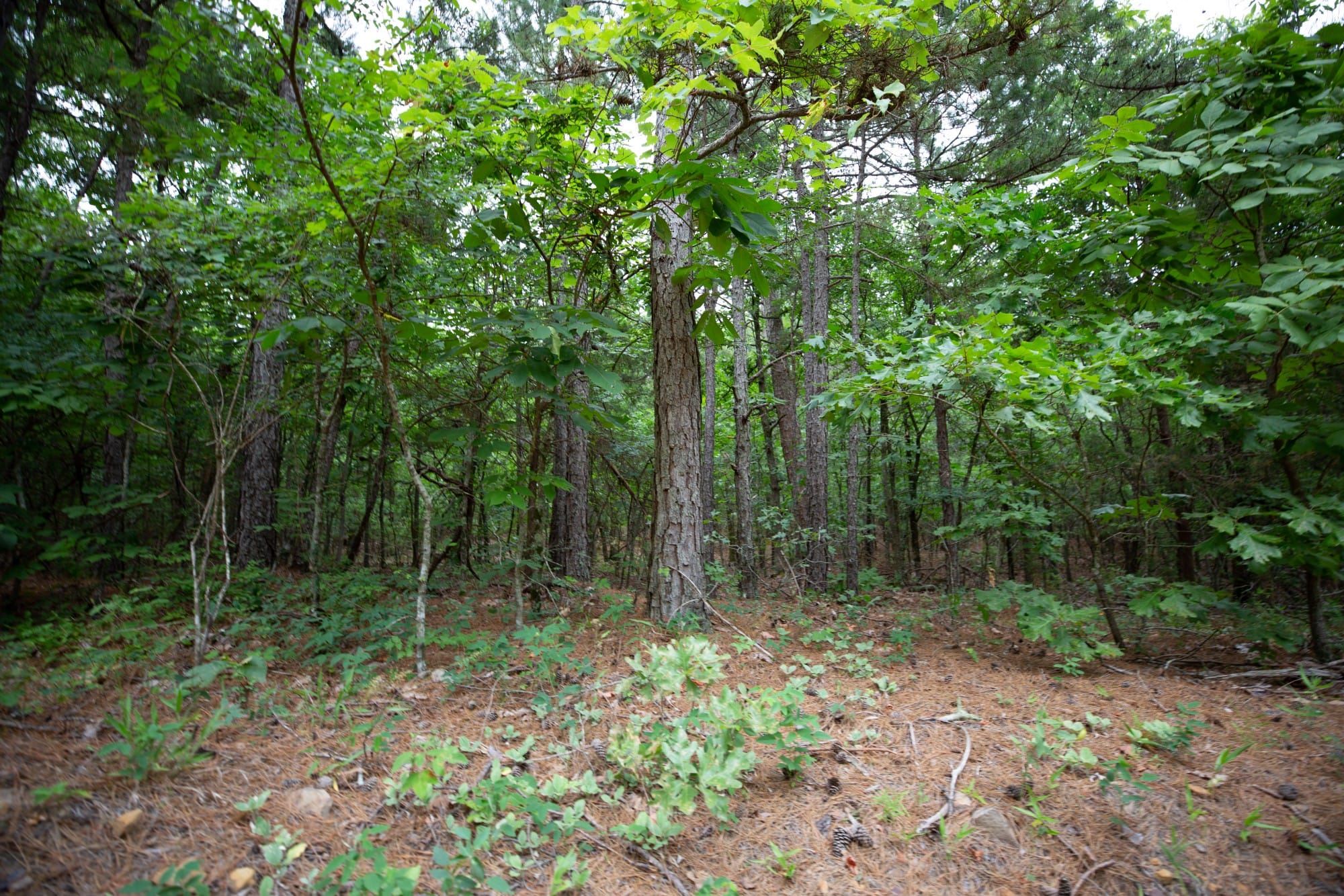 Eagle’s Nest Tract 73 photo 3