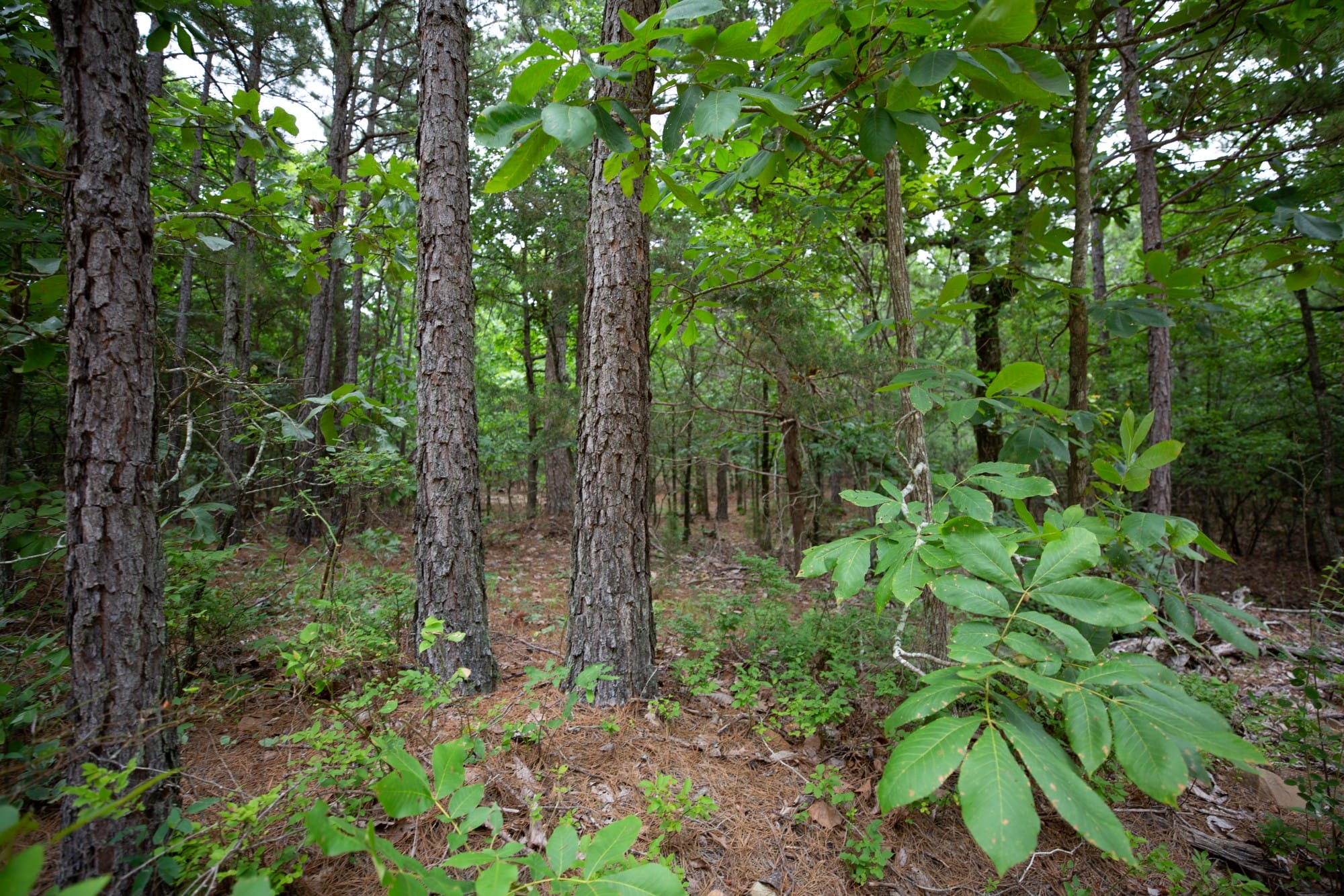 Eagle’s Nest Tract 73 photo 4