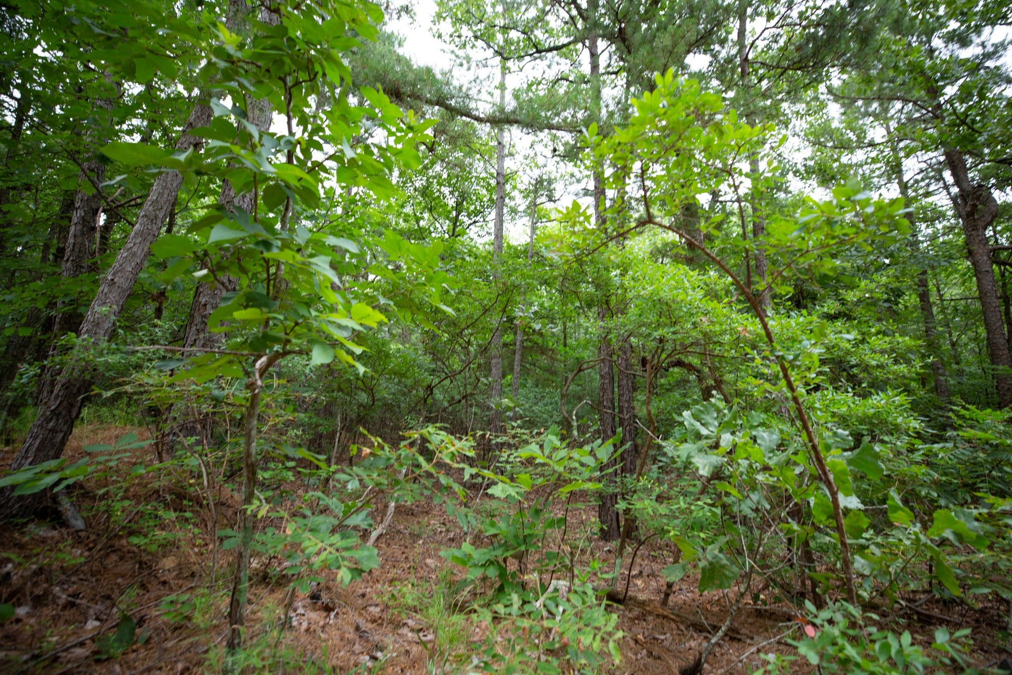 Eagle’s Nest Tract 73 photo 6