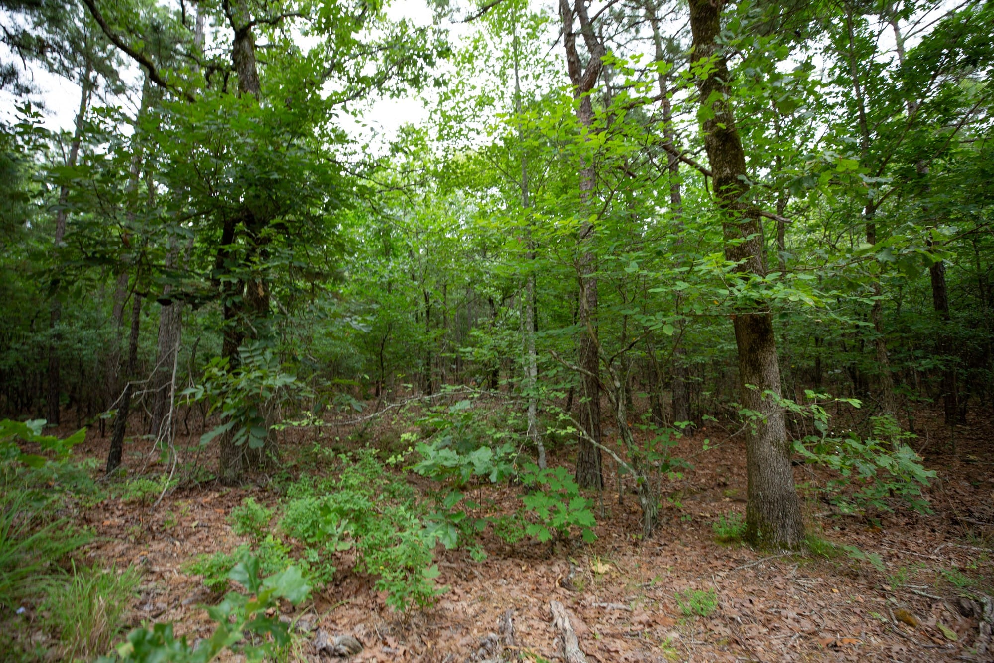 Eagle’s Nest Tract 73 photo 7