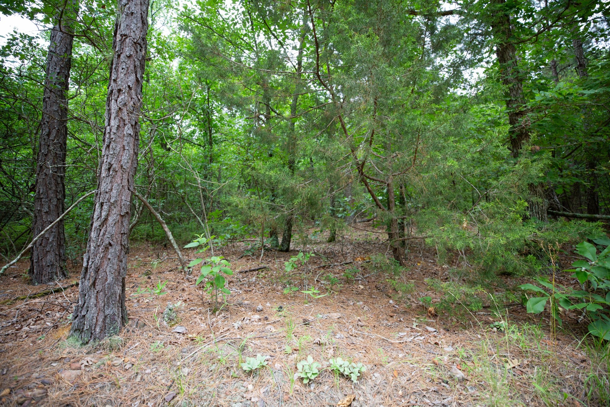 Eagle’s Nest Tract 73 photo 10