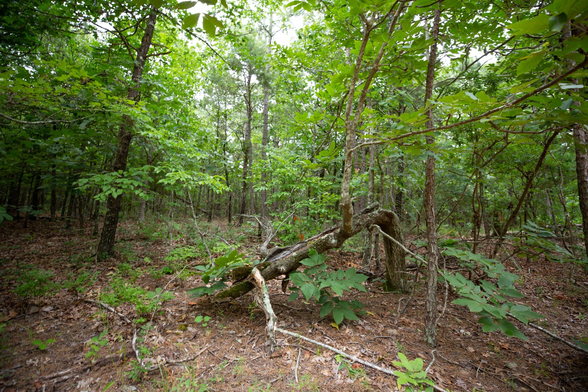Eagle’s Nest Tract 73 photo 12