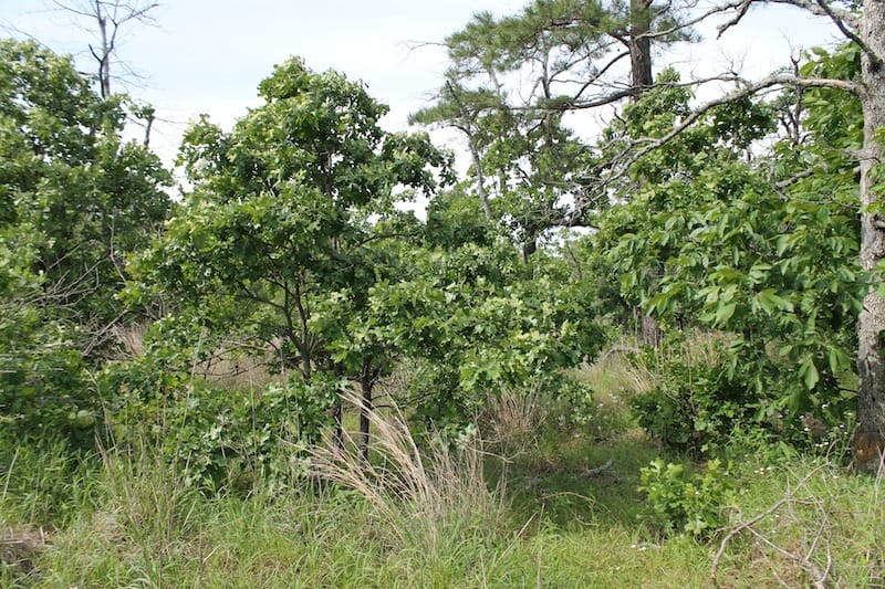 Indian Ridge – Phase II Tract 34 photo 6