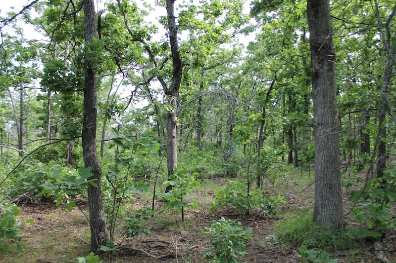 Indian Ridge – Phase II Tract 34 photo 11