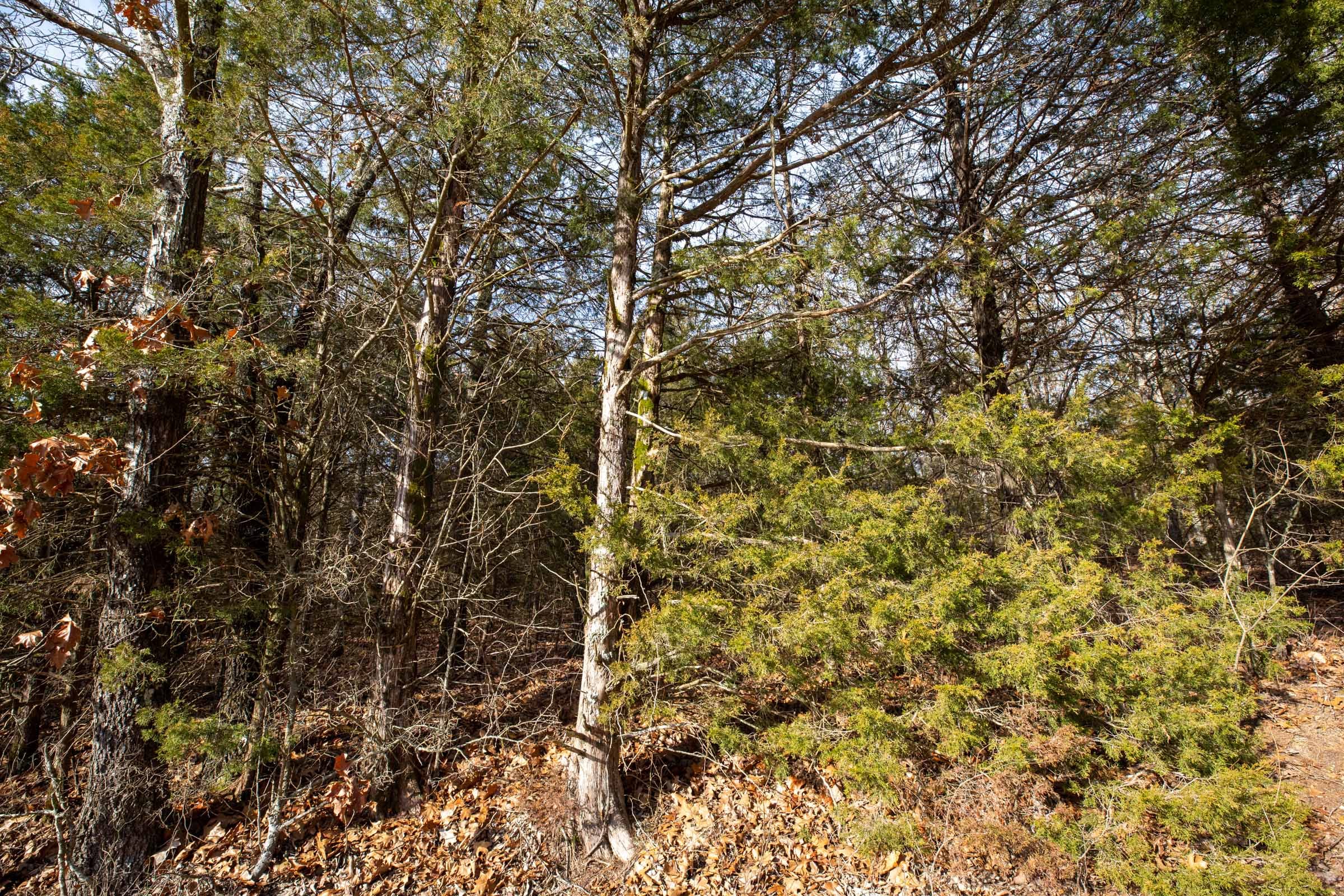Forest Hill Tract 3 photo 2
