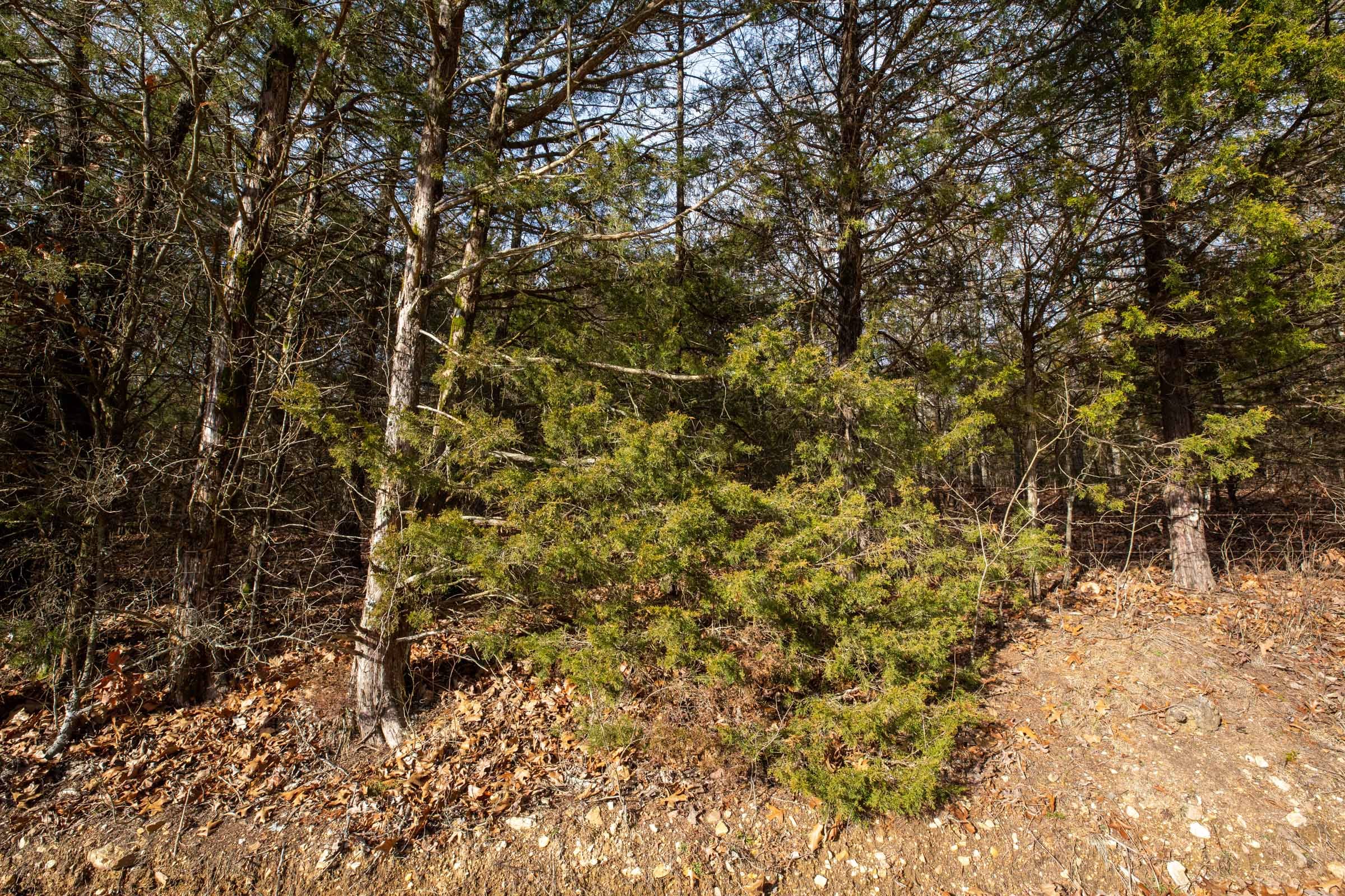 Forest Hill Tract 3 photo 3