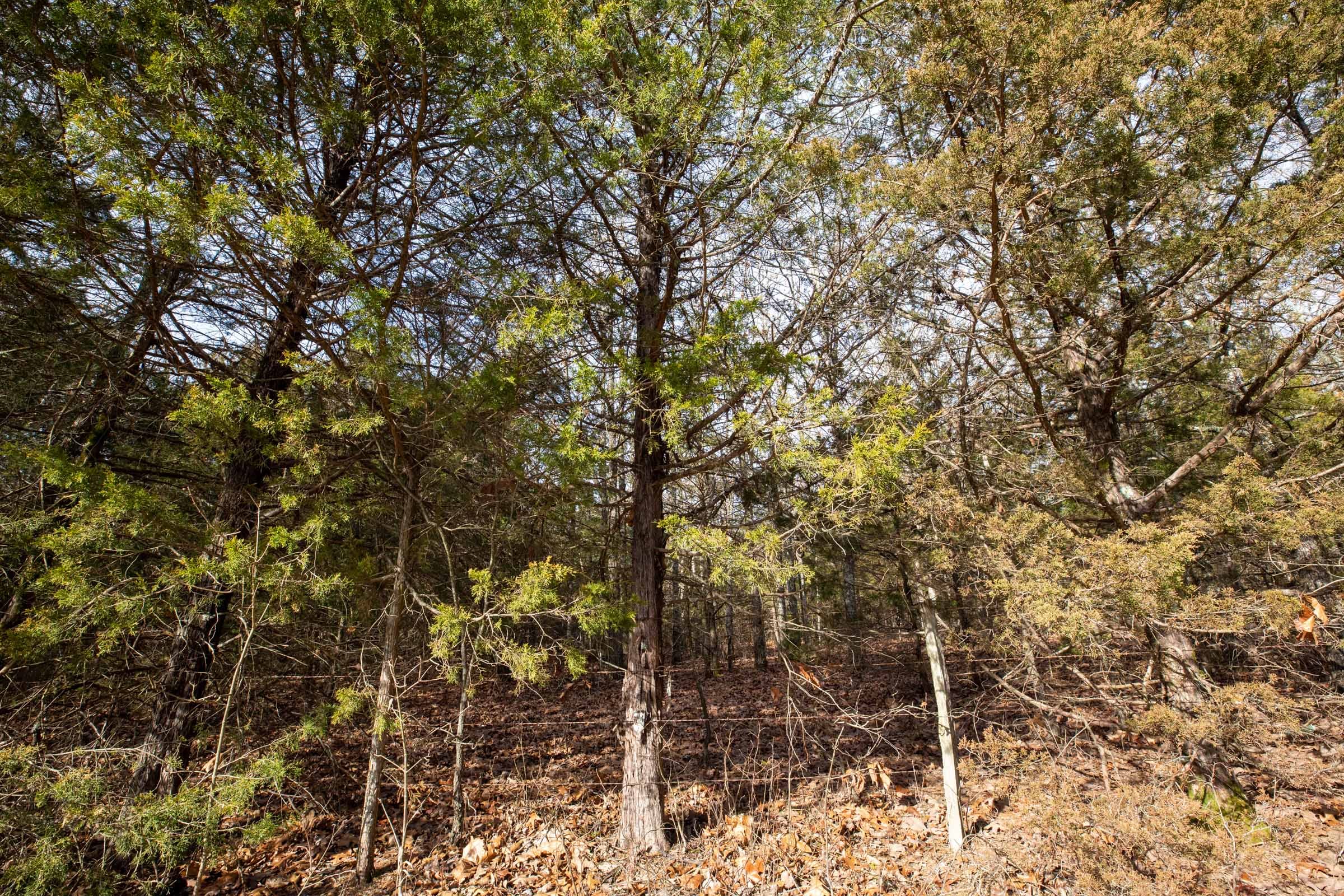 Forest Hill Tract 3 photo 4