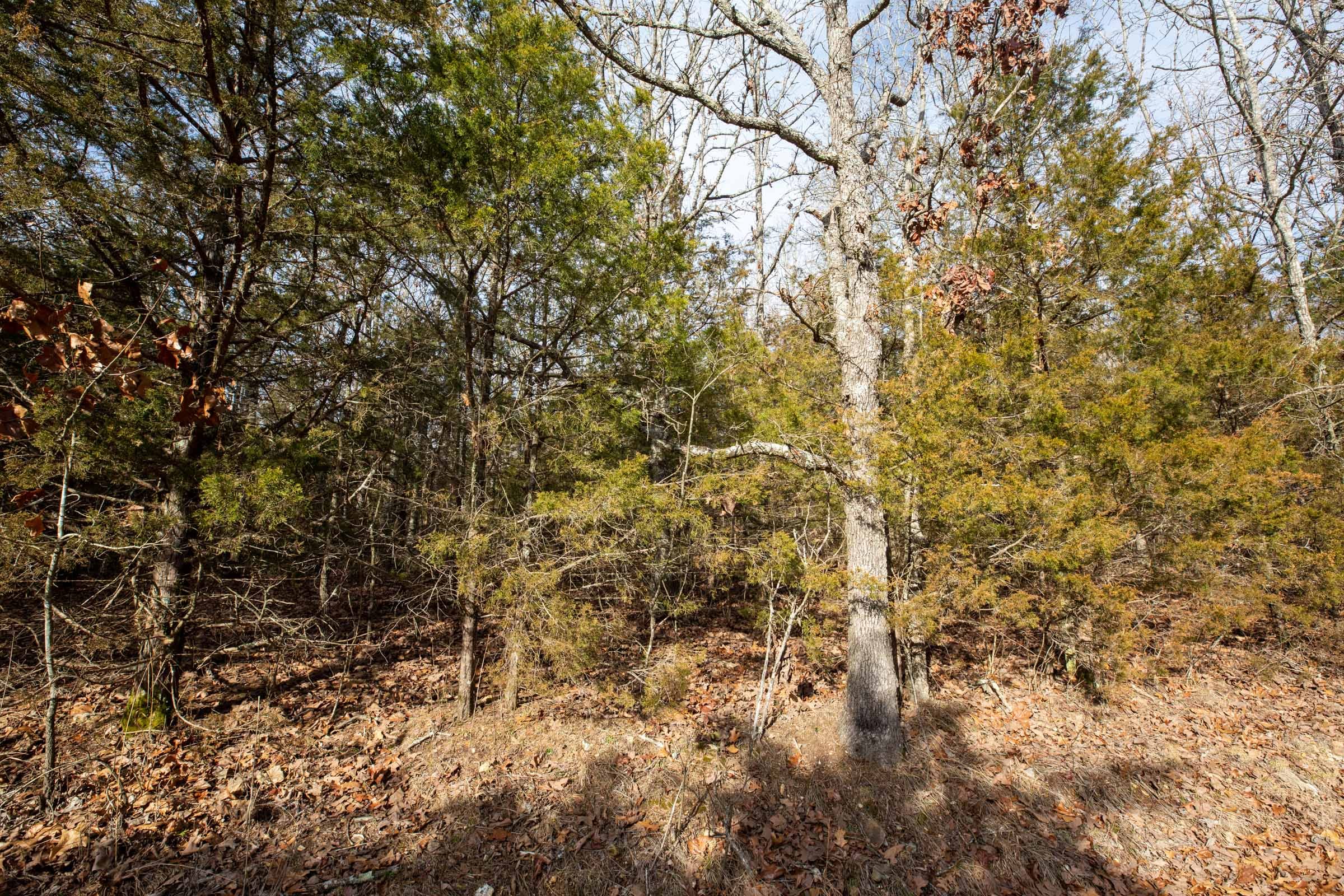 Forest Hill Tract 3 photo 5