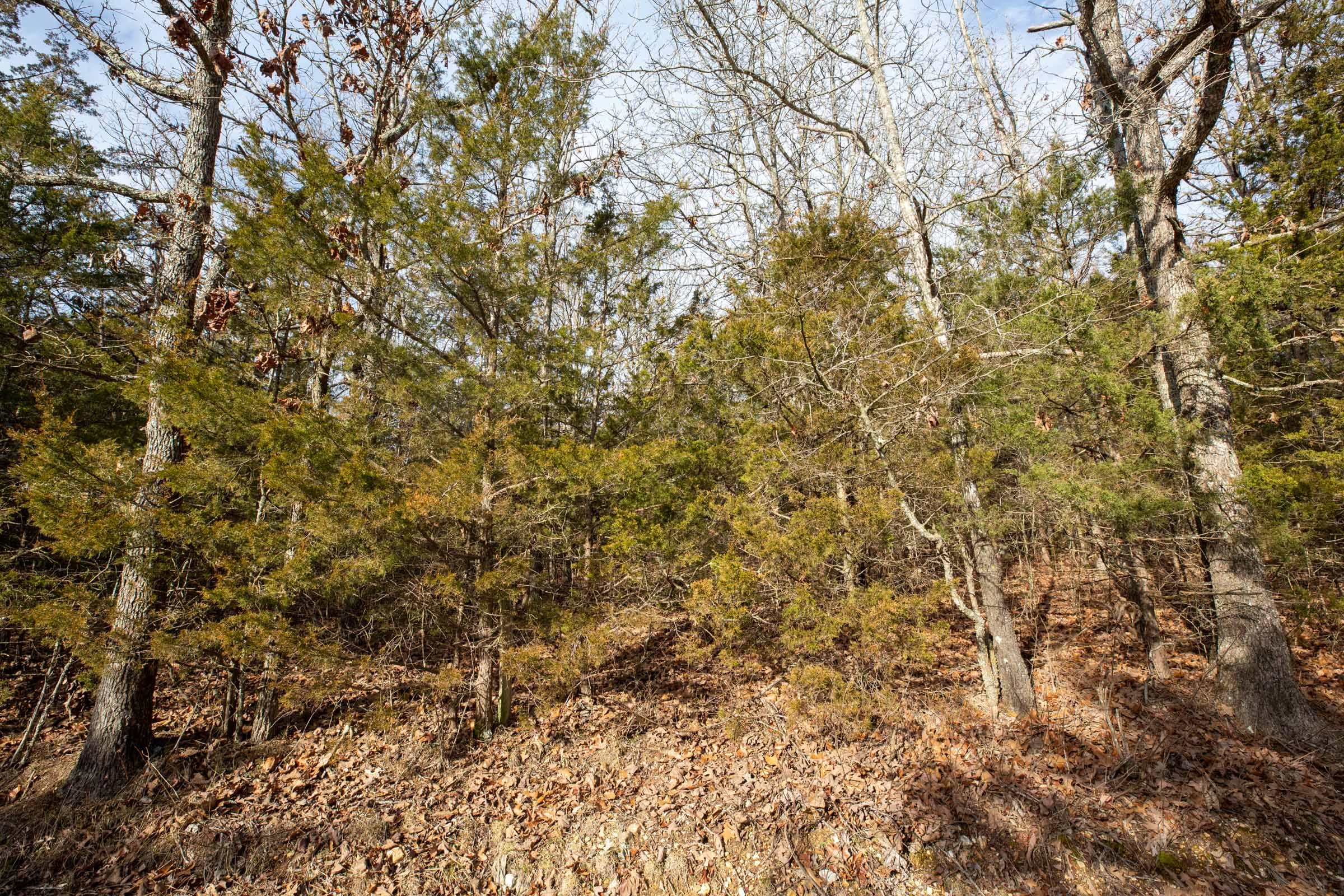 Forest Hill Tract 3 photo 6