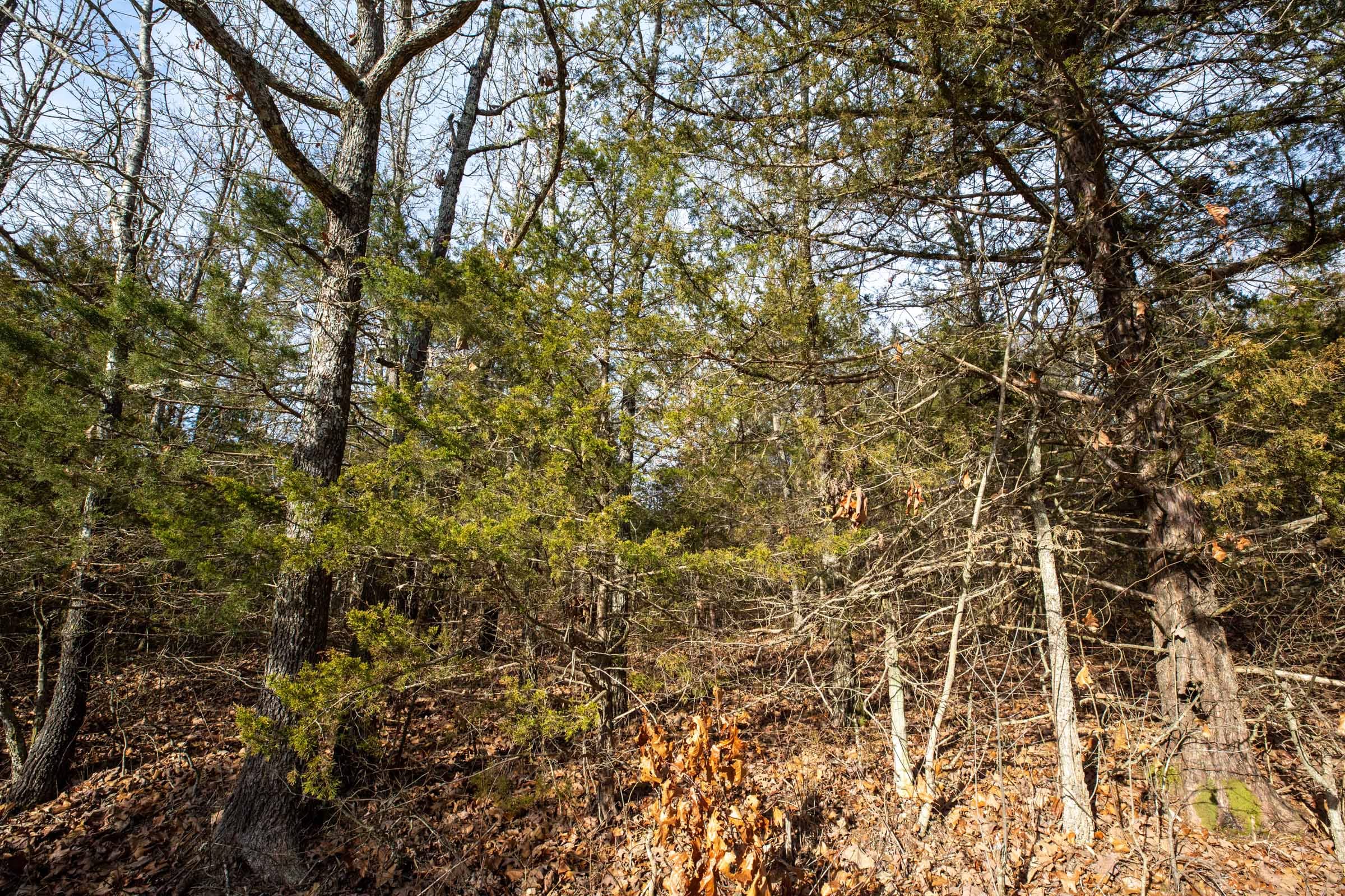 Forest Hill Tract 3 photo 7