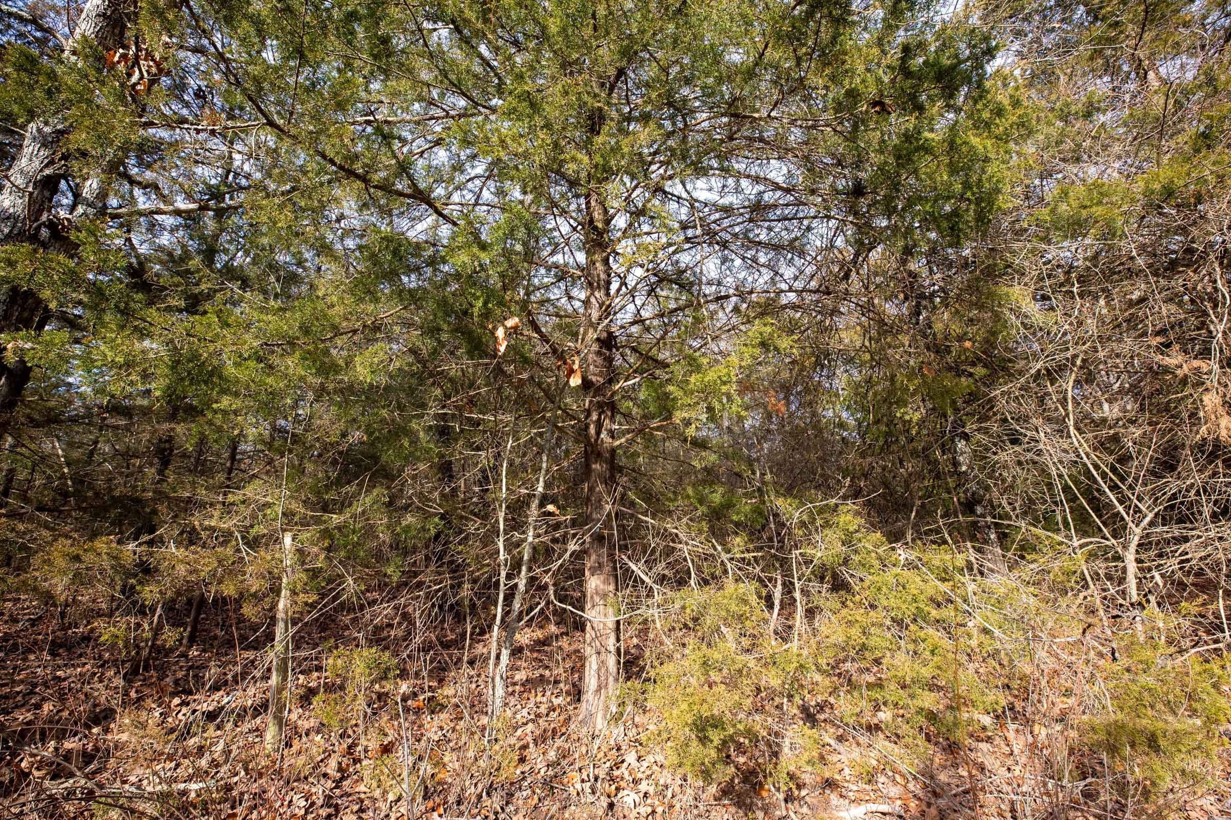 Forest Hill Tract 3 photo 8