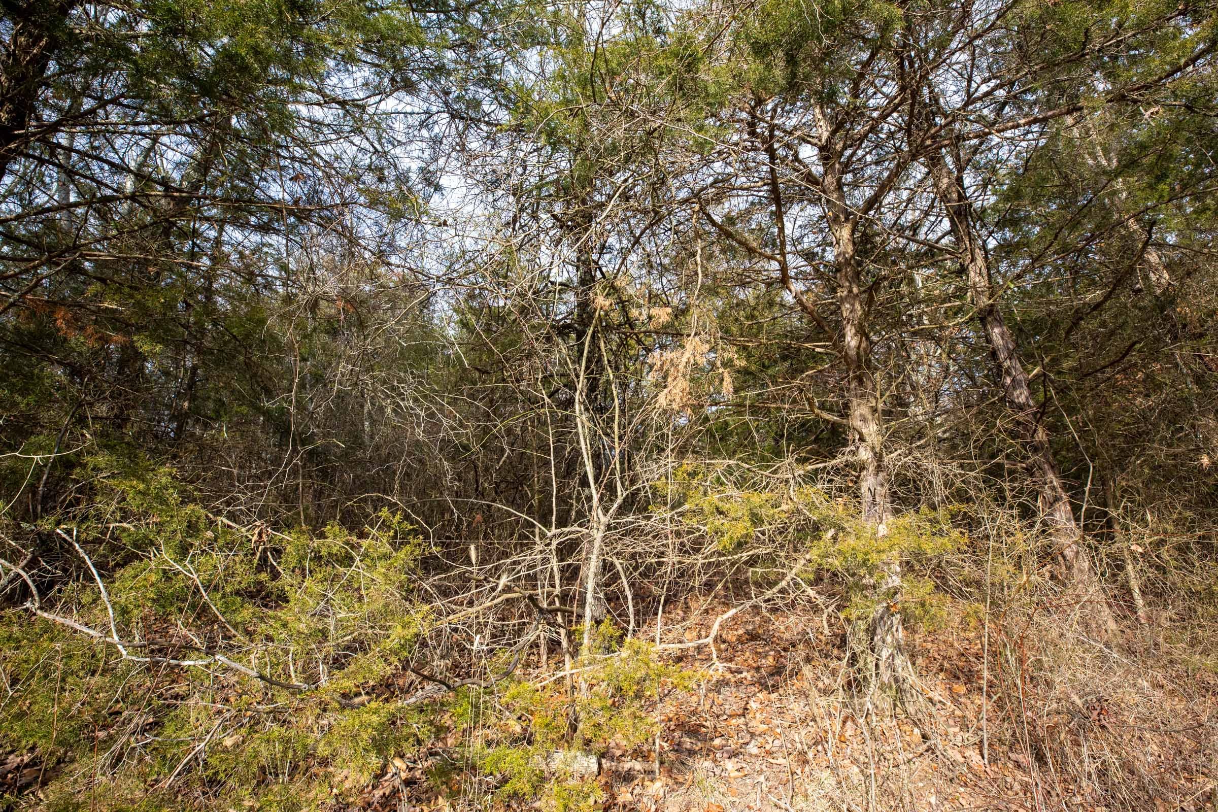 Forest Hill Tract 3 photo 9