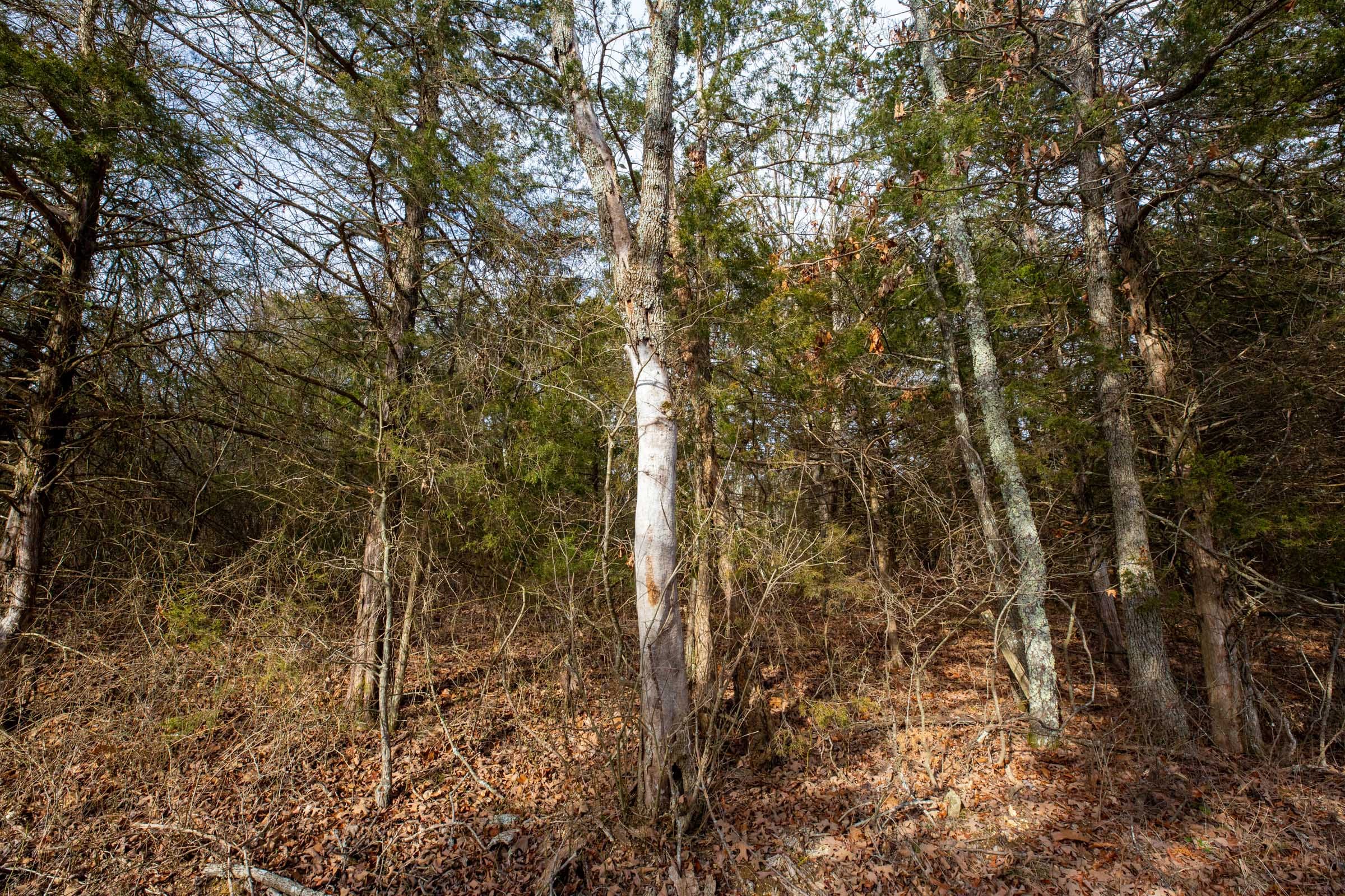 Forest Hill Tract 3 photo 10