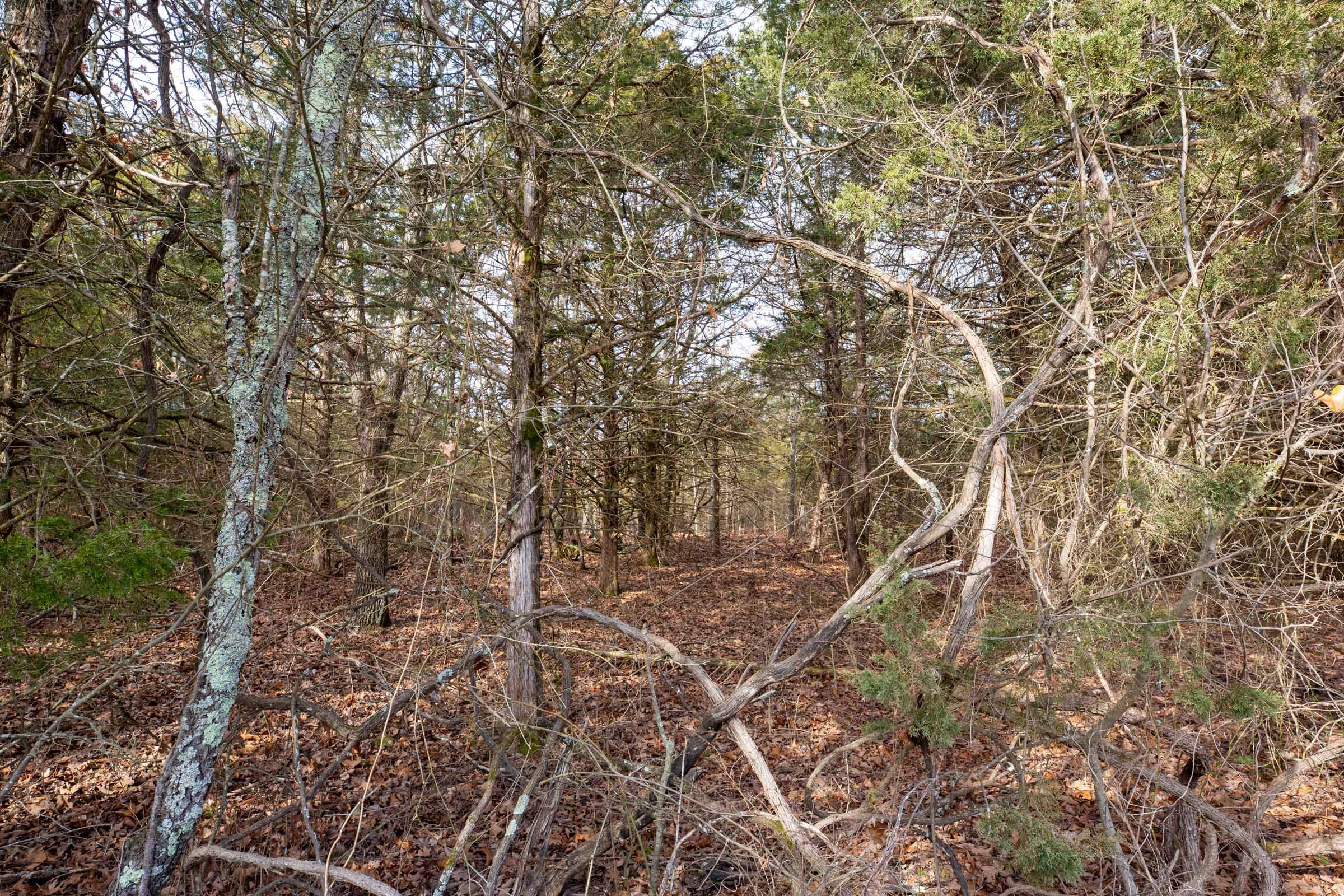 Forest Hill Tract 3 photo 11