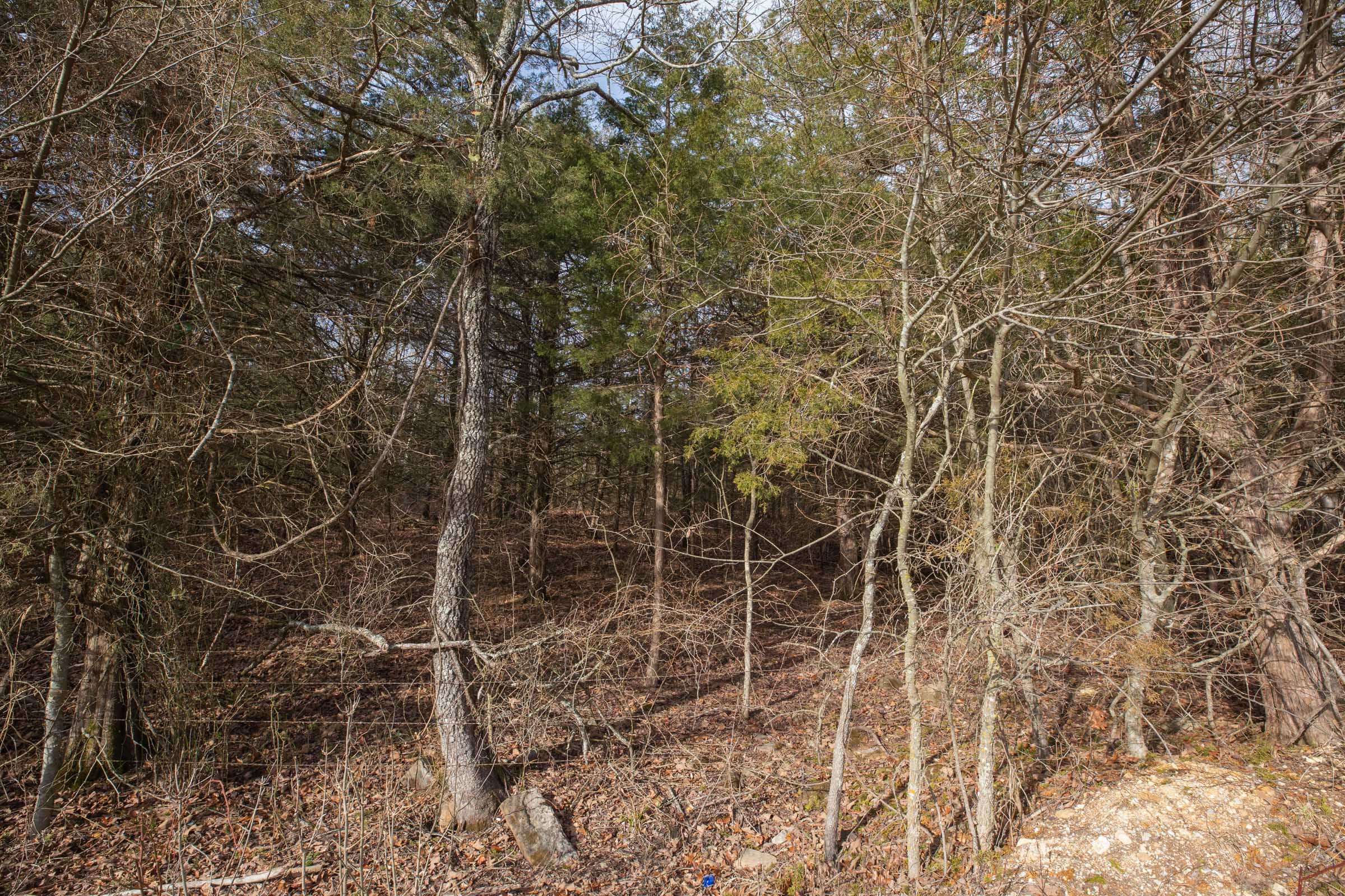 Forest Hill Tract 3 photo 12