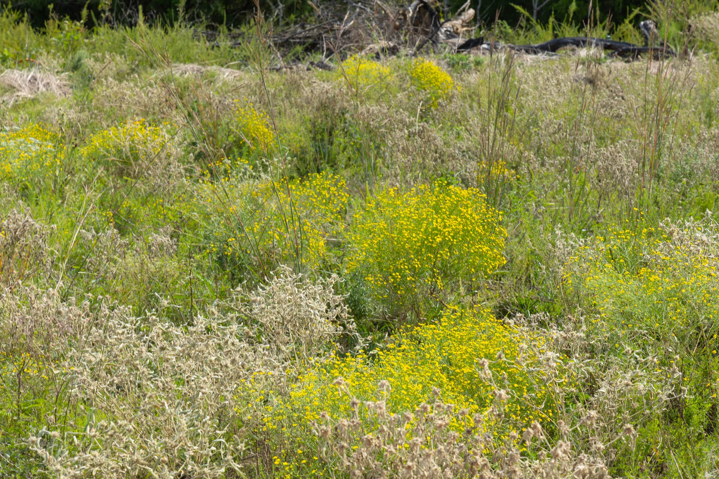 Reserves At Cattail Cove Phase II Tract 65 photo 5