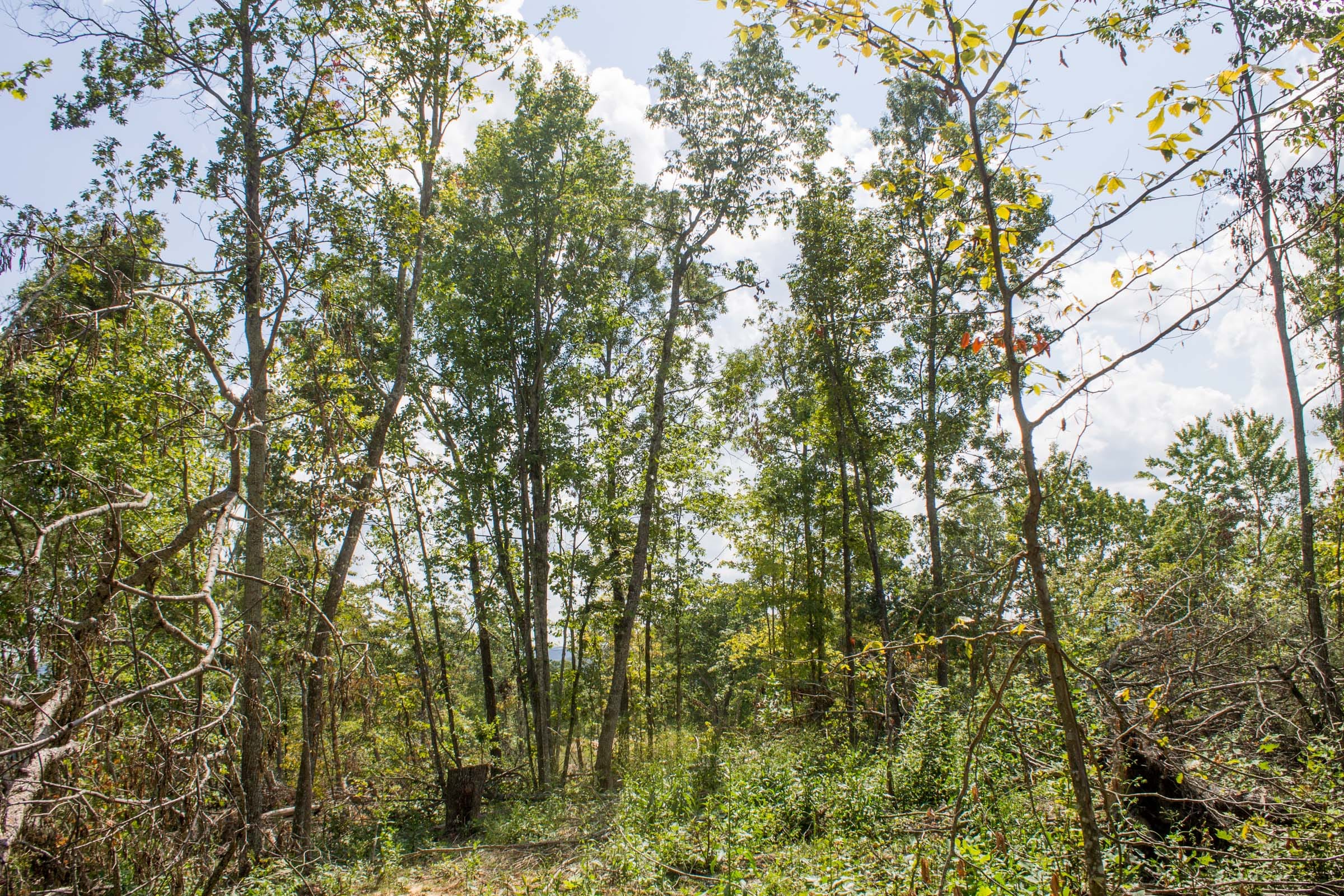 Buck Run Ridge Tract 7 photo 2