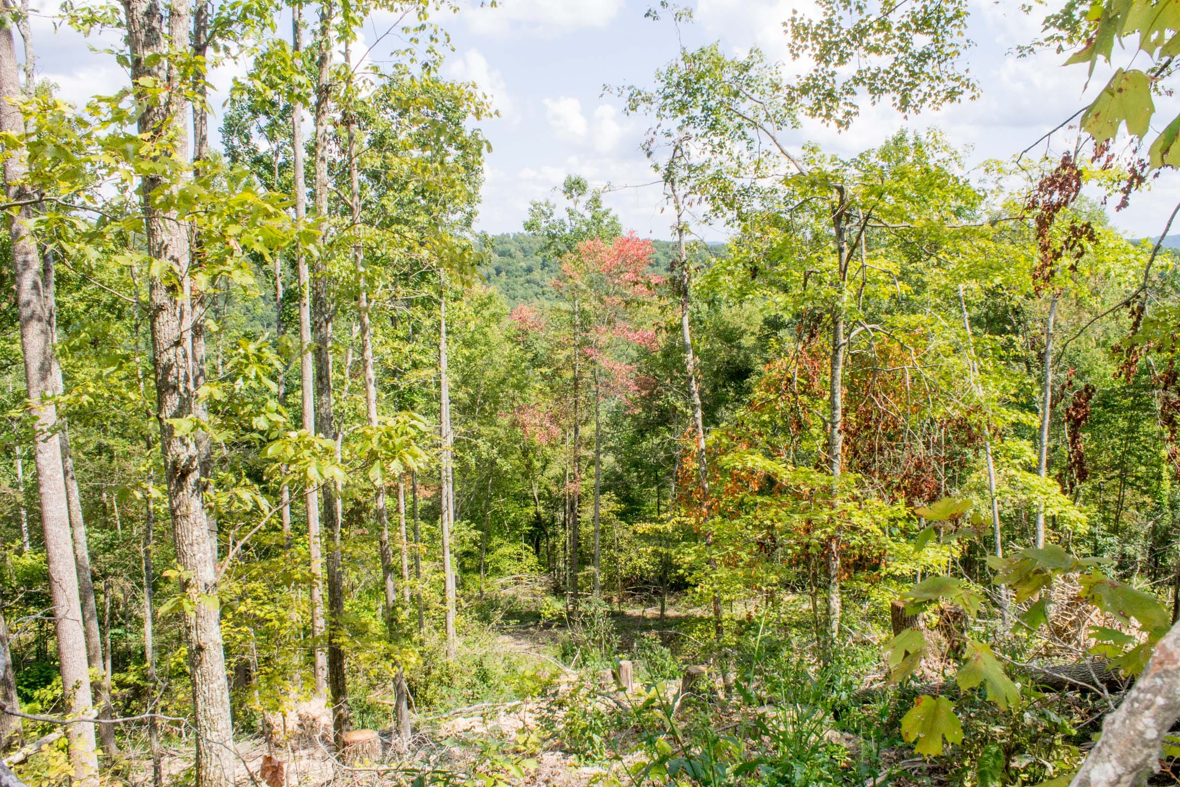 Buck Run Ridge Tract 7 photo 8