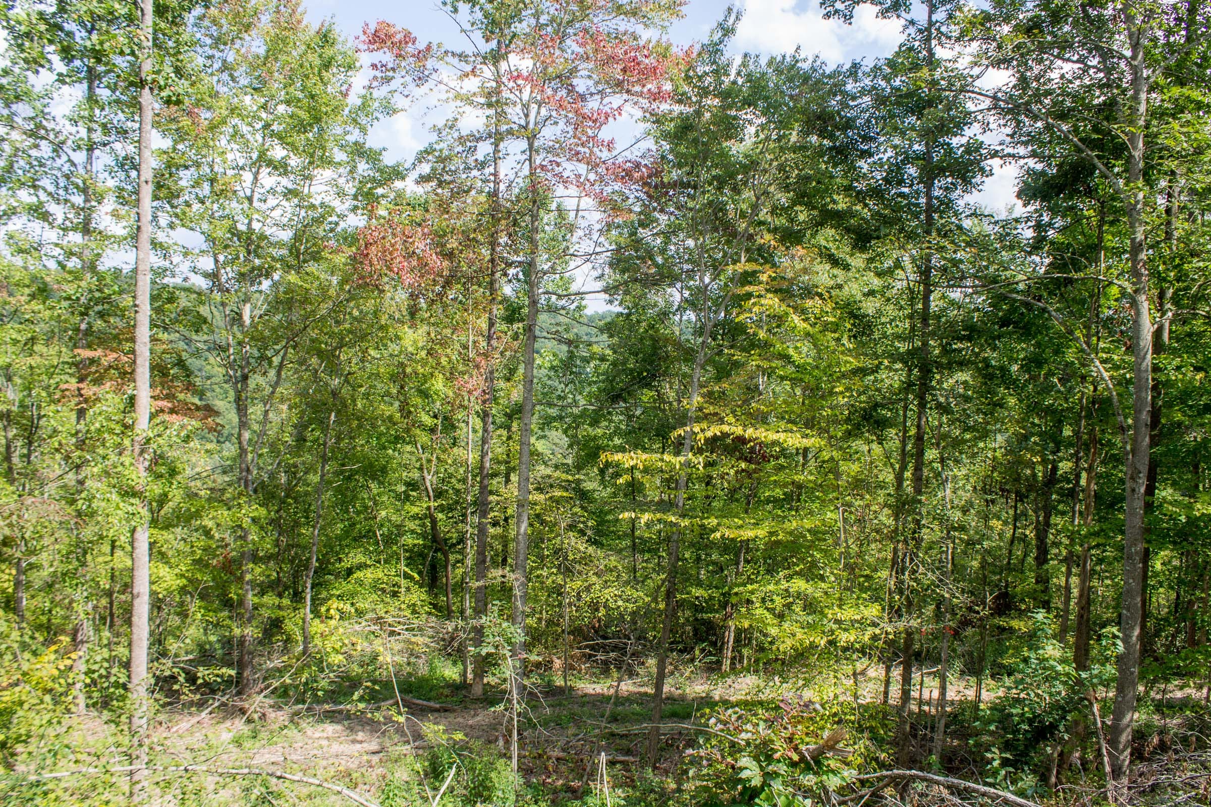Buck Run Ridge Tract 7 photo 10