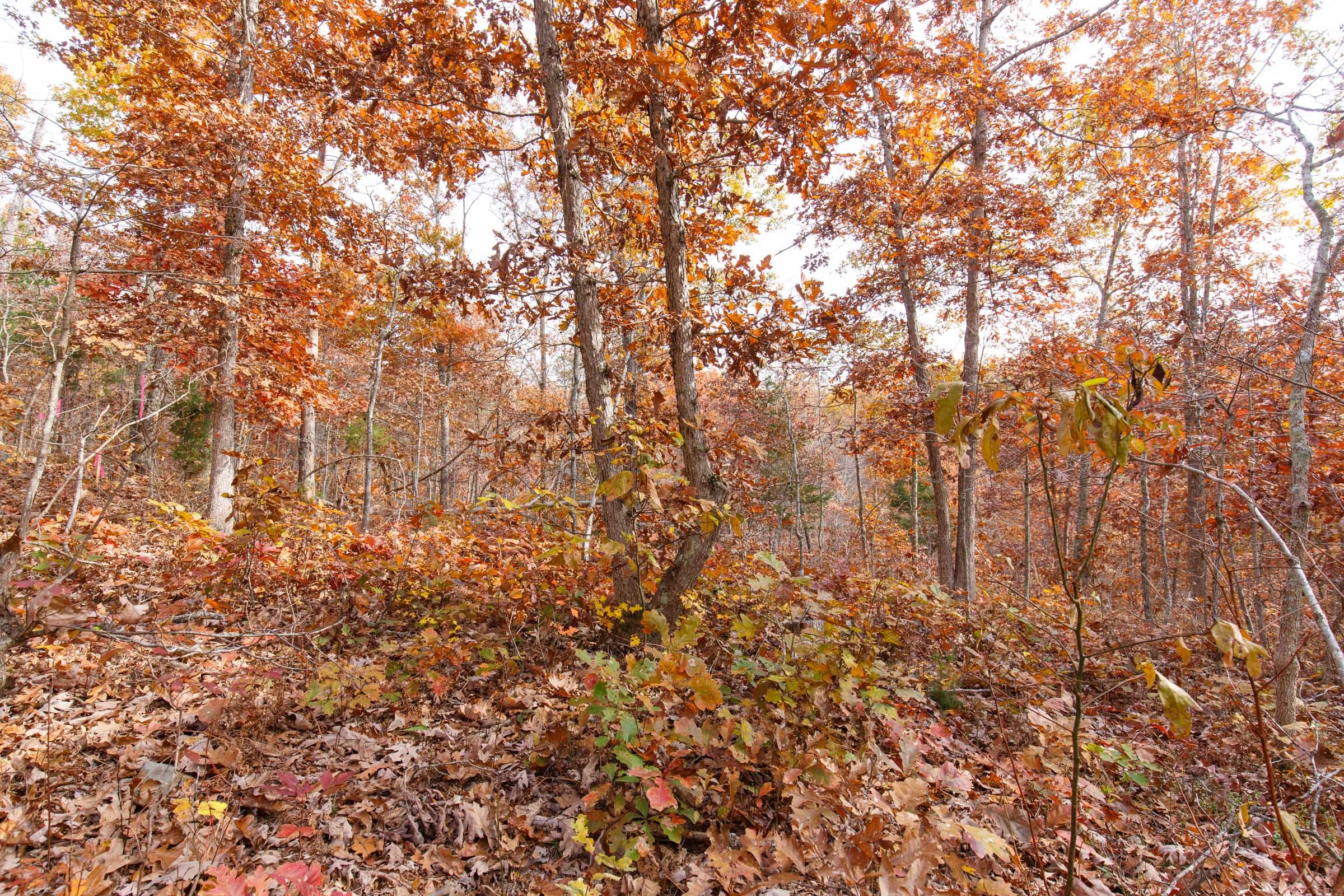 Hawkcrest Tract 47 photo 8