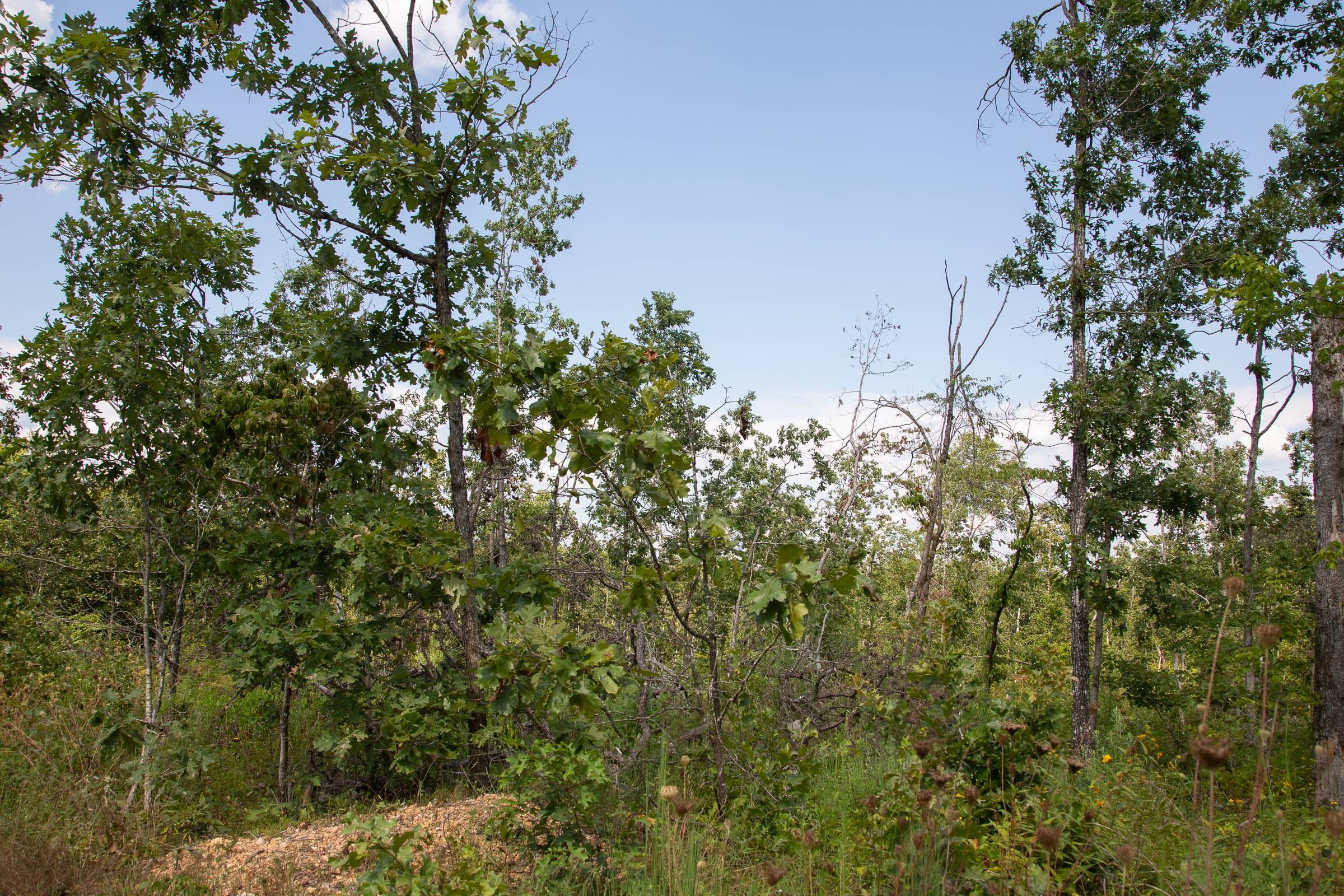 Borgmann’s Hollow Phase I Tract 19 photo 3