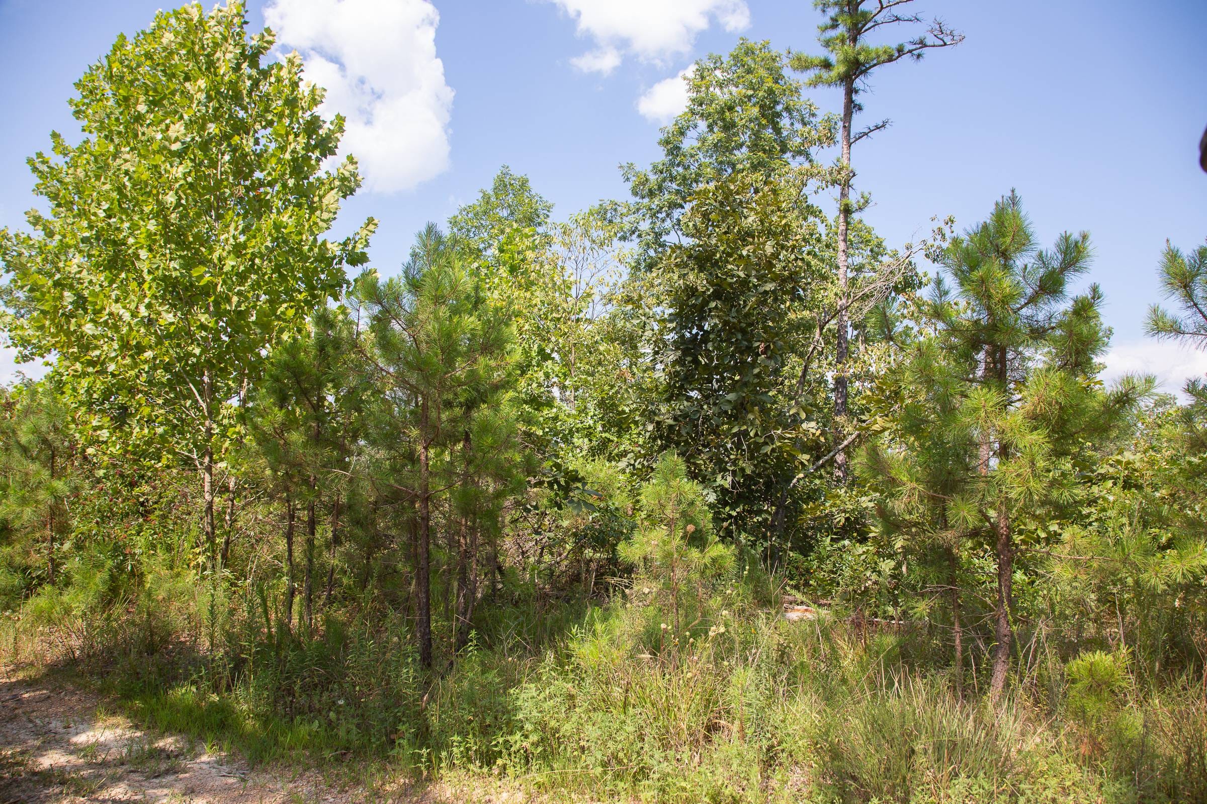 Borgmann’s Hollow Phase I Tract 19 photo 4