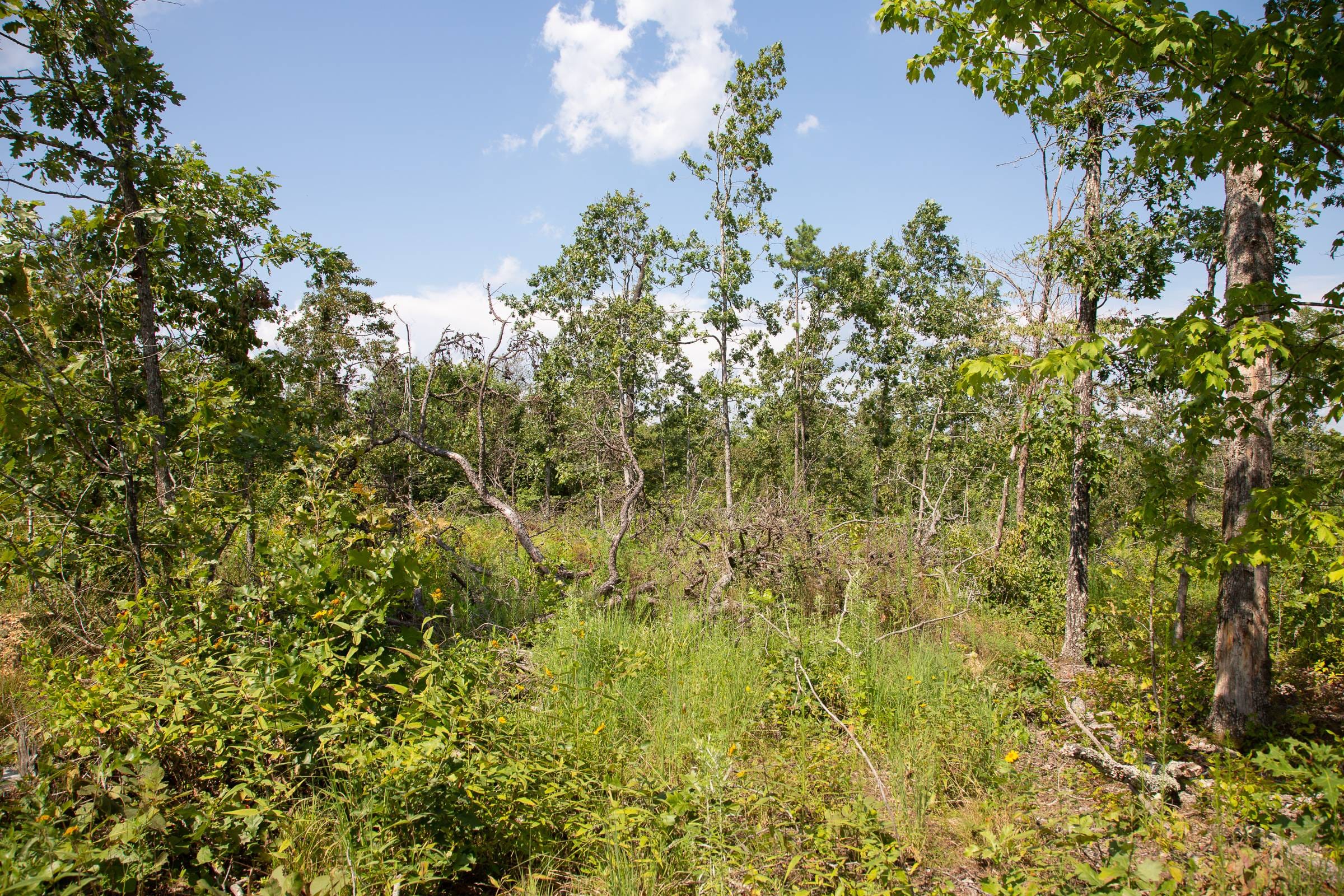 Borgmann’s Hollow Phase I Tract 19 photo 5