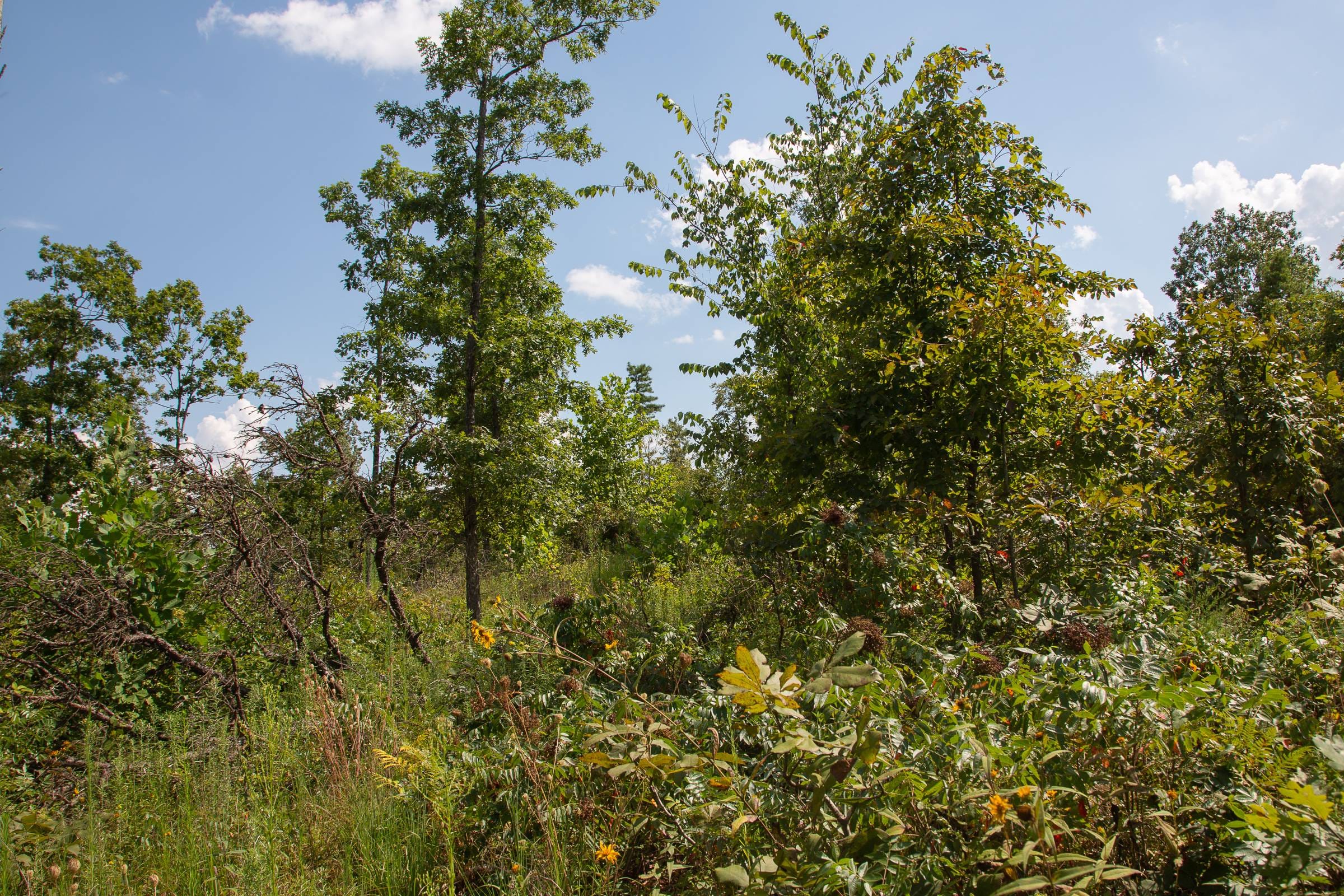 Borgmann’s Hollow Phase I Tract 19 photo 6
