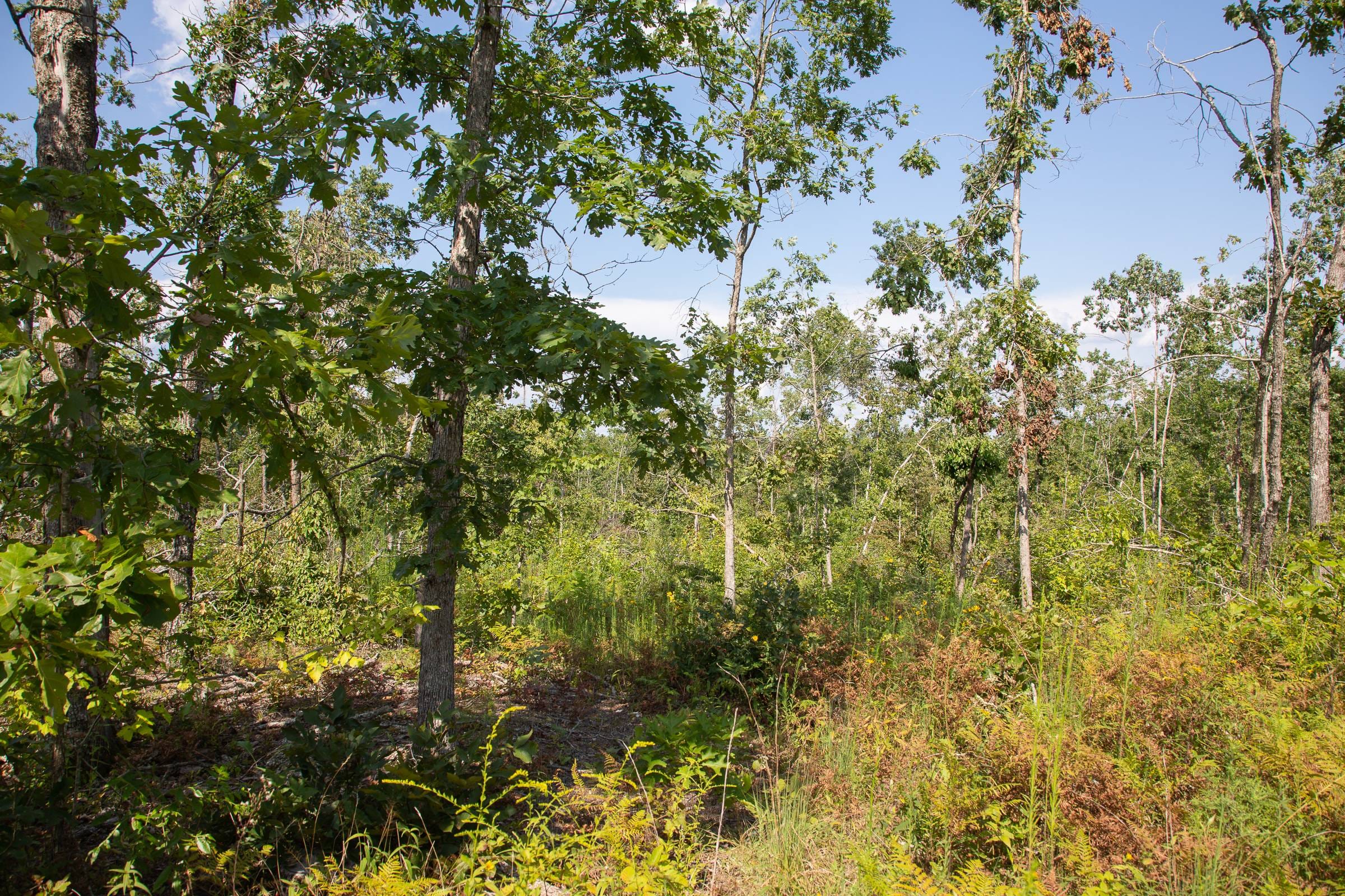 Borgmann’s Hollow Phase I Tract 19 photo 7