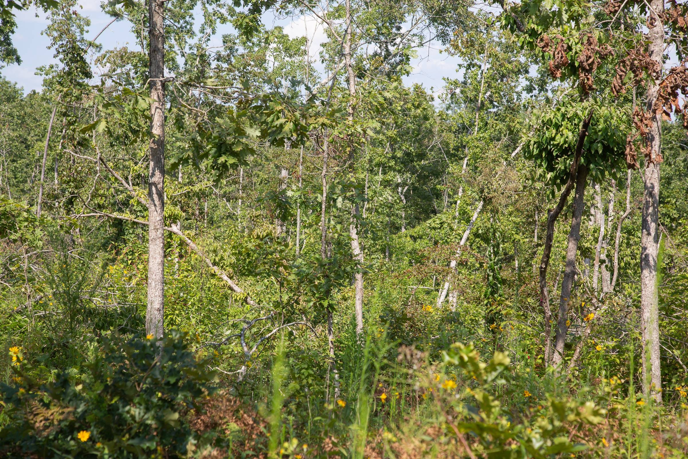Borgmann’s Hollow Phase I Tract 19 photo 10