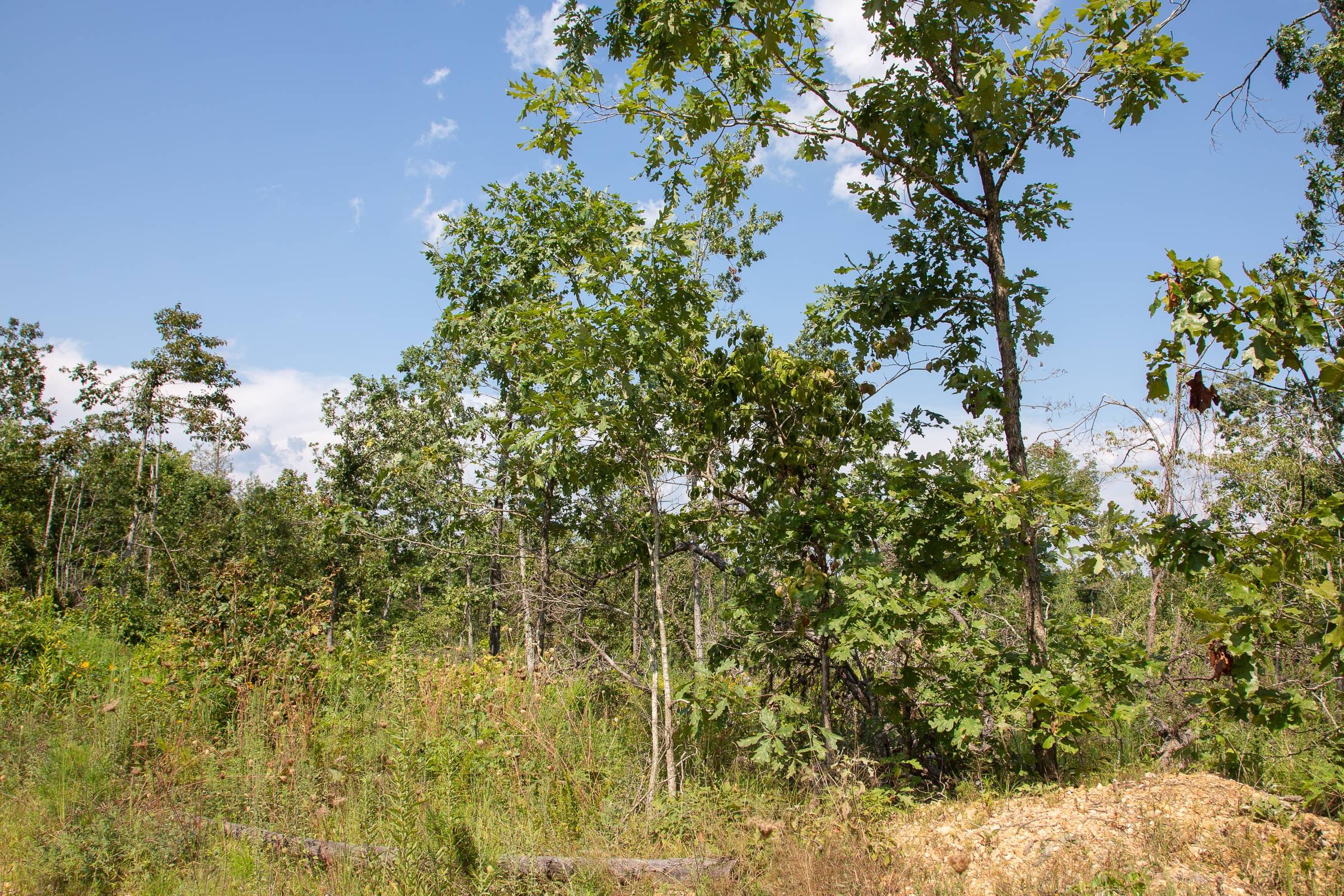 Borgmann’s Hollow Phase I Tract 19 photo 11