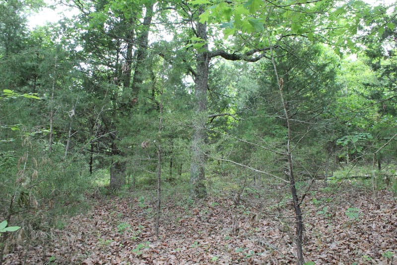 Cedar Ridge Ranch Tract 37 photo 2