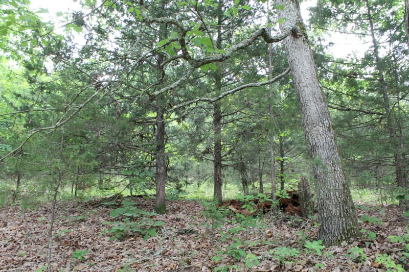 Cedar Ridge Ranch Tract 37 photo 3