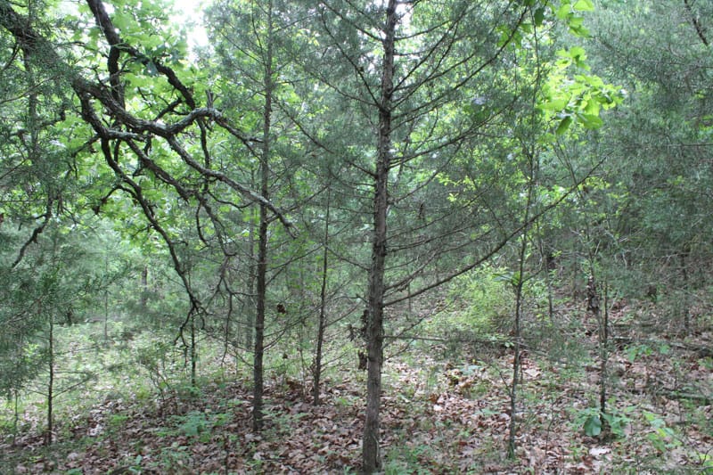 Cedar Ridge Ranch Tract 37 photo 4