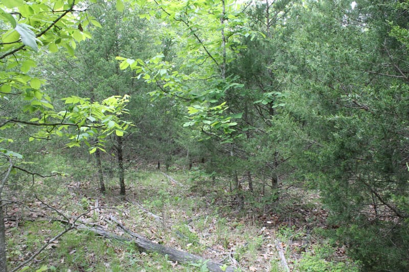 Cedar Ridge Ranch Tract 37 photo 5