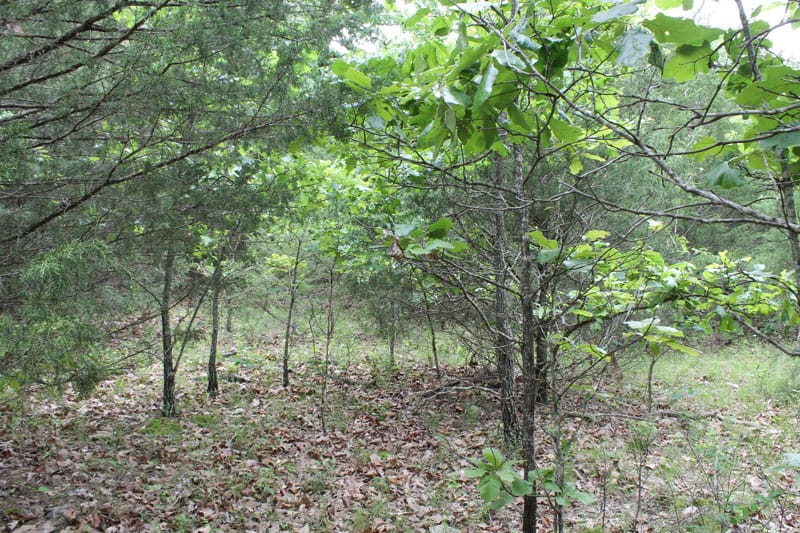 Cedar Ridge Ranch Tract 37 photo 6