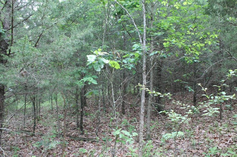 Cedar Ridge Ranch Tract 37 photo 7